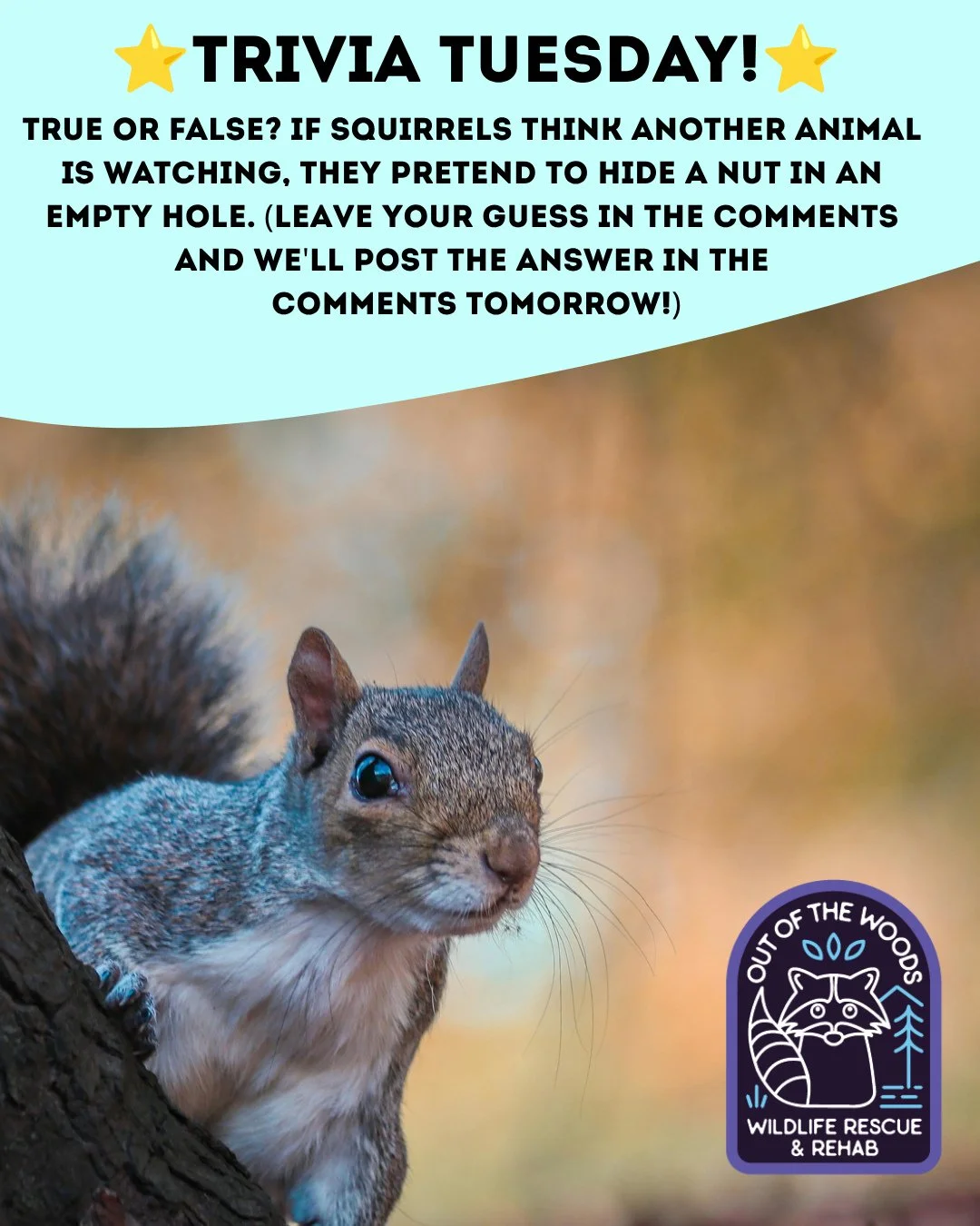 ❓ TRIVIA TUESDAY ❓ 
⭐️ TRUE OR FALSE? IF SQUIRRELS THINK ANOTHER ANIMAL IS WATCHING, THEY PRETEND TO HIDE A NUT IN AN EMPTY HOLE. ⭐️ Leave your guess in the comments below and we&rsquo;ll leave the answer in the comments tomorrow! 
#trivia #triviatue