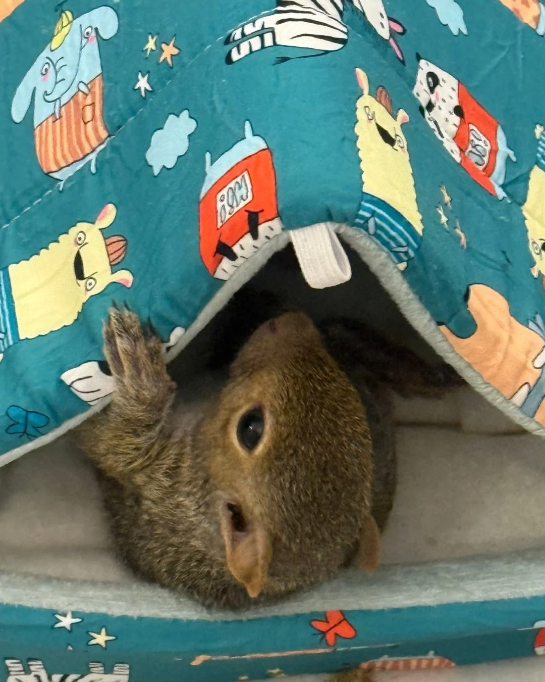 Alvin, enjoying one of the beds that was donated from our Amazon wishlist! Thanks to your generosity, this is possible! #rehabandrelease #wildliferehab #wildlifeeducation #tennessee #squirrel
