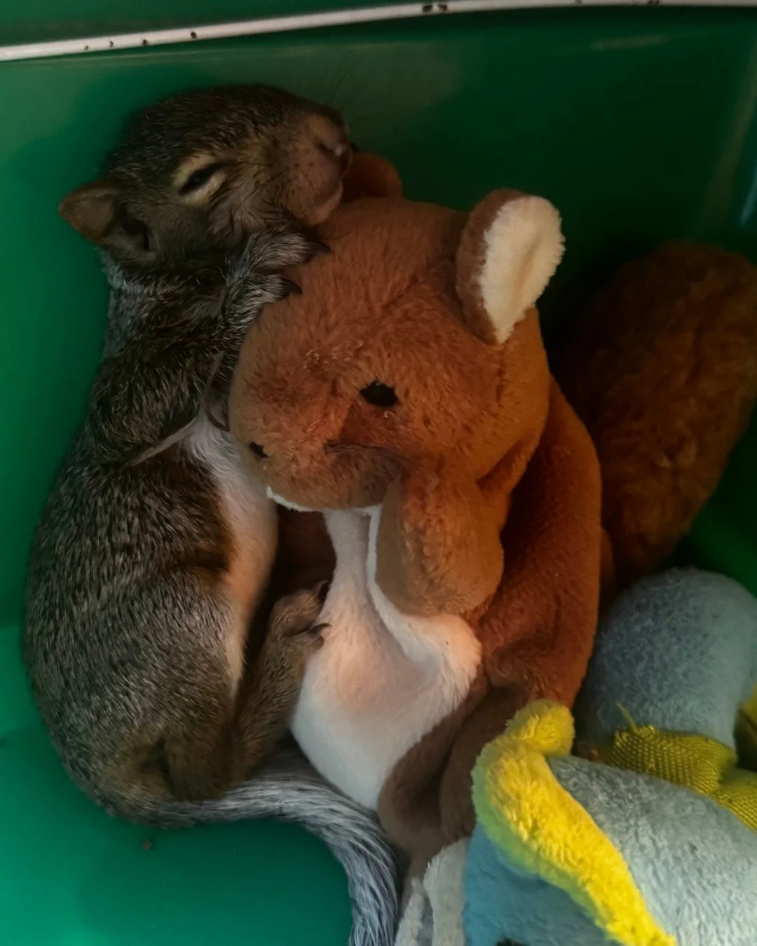 Which one is Jodie&rsquo;s squirrel patient and which one is the stuffed animal? 😆 A squirrel with a squirrel plushie is not something you see everyday! #squirrel #wildliferehab #tennessee #wildlifeeducation #rescueandrelease