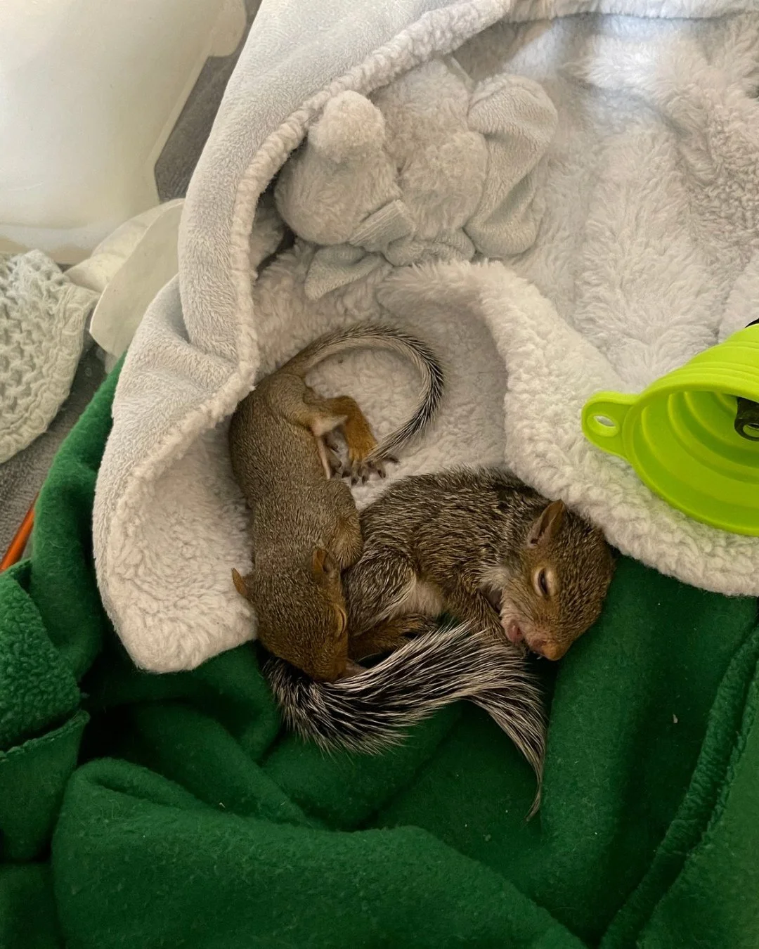 ☀️Happy 4th gotcha day to Henry who is our squirrel educational ambassador.☀️ The first photo is at intake (they do better with a friend,  so we kept another squirrel with him . . . Henry is on the right!) The second photo is Henry now! When Henry wa
