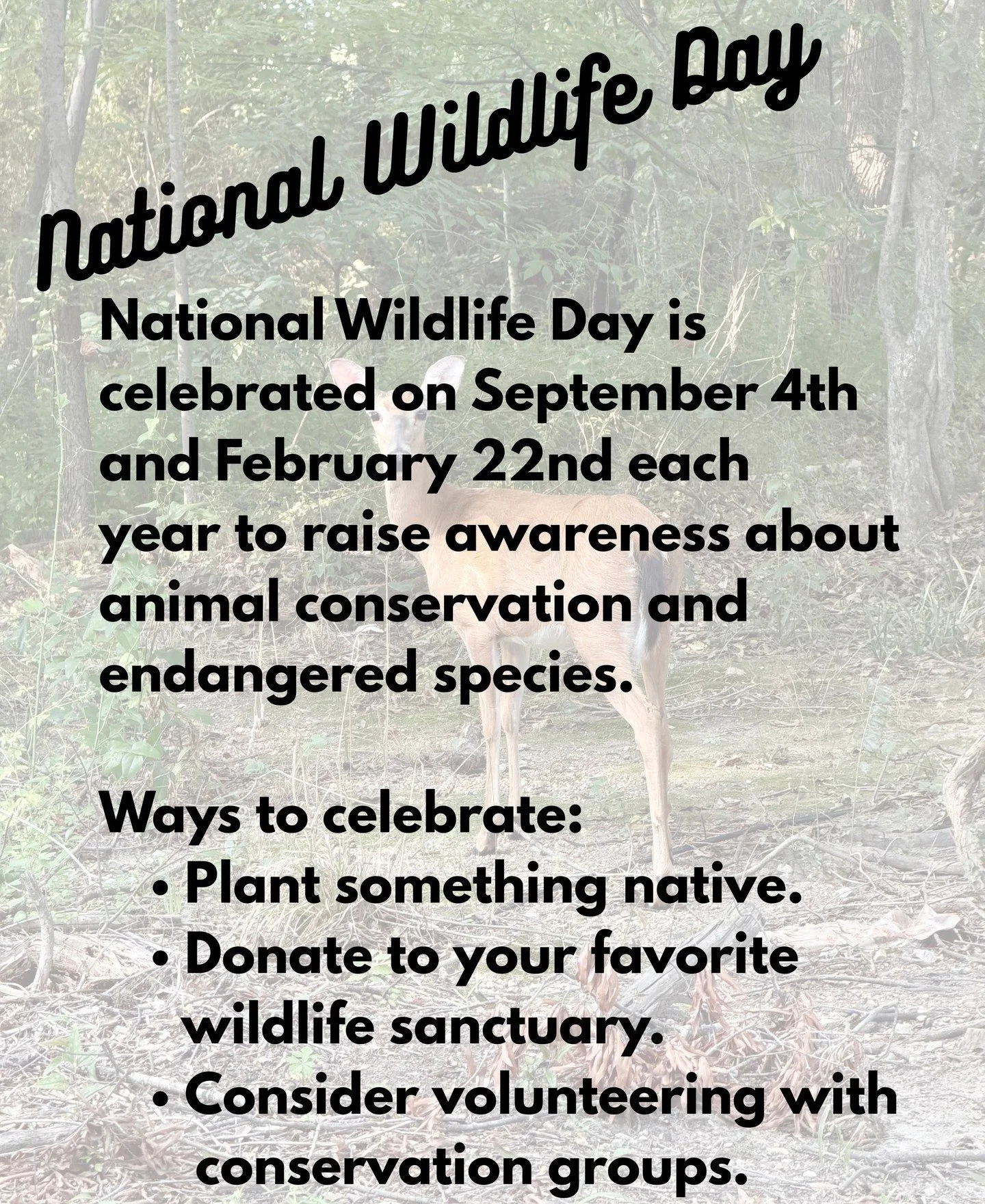 Happy National Wildlife Day! Let us know how you&rsquo;re making a difference! 

⭐️If you&rsquo;d like to make a donation to OOTW, you can do so the following ways:
VENMO: @OOTW901
PAYPAL: outofthewoodswildlife@gmail.com
WEBSITE : https://www.outofth