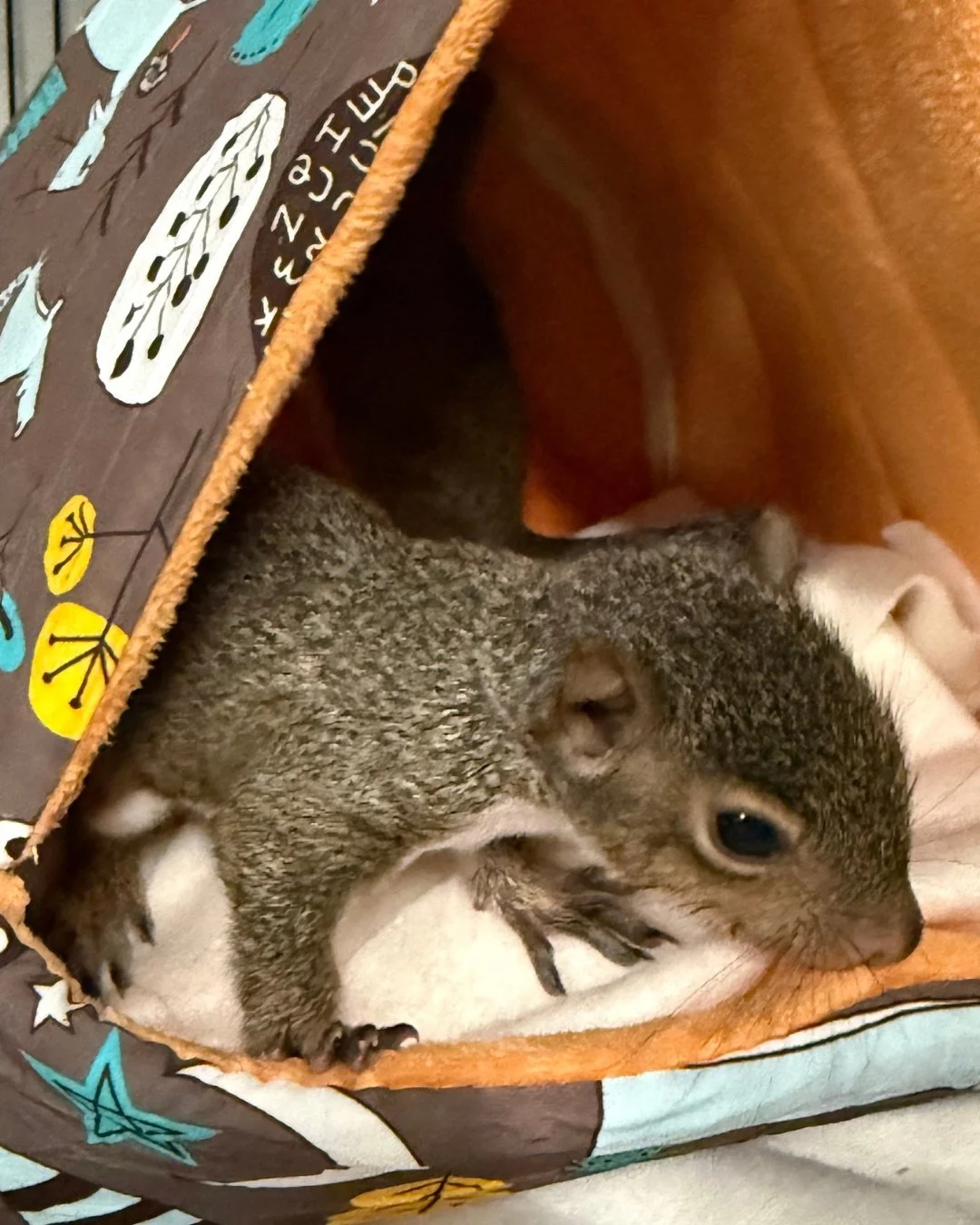 Squirrels, squirrels, and more squirrel patients! Meet Brady who is rehabbing with Rio! #rehabandrelease #wildliferehab #wildlifeeducation #tennessee #squirrel