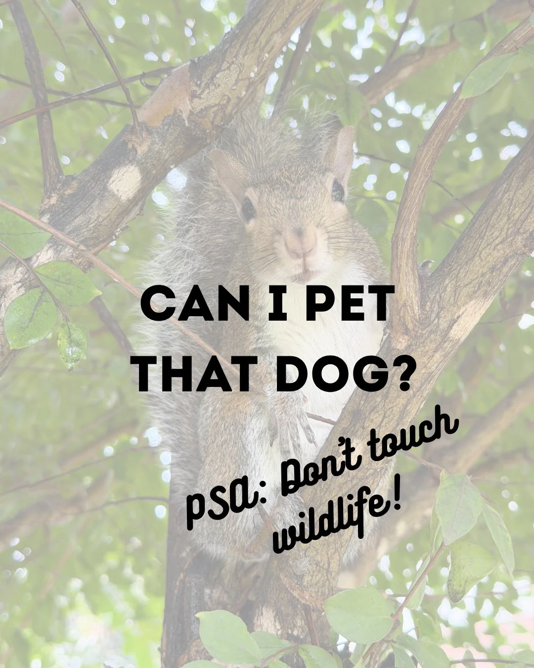 CAN I PET THAT DOG?
Answer: Absolutely not!
A PSA that is always relevant is do not touch wildlife. Don&rsquo;t be the person that spreads diseases, inflicts stress on an animal, or breaks the law! #wildlifeeducation #tennessee #wildliferehab #respec