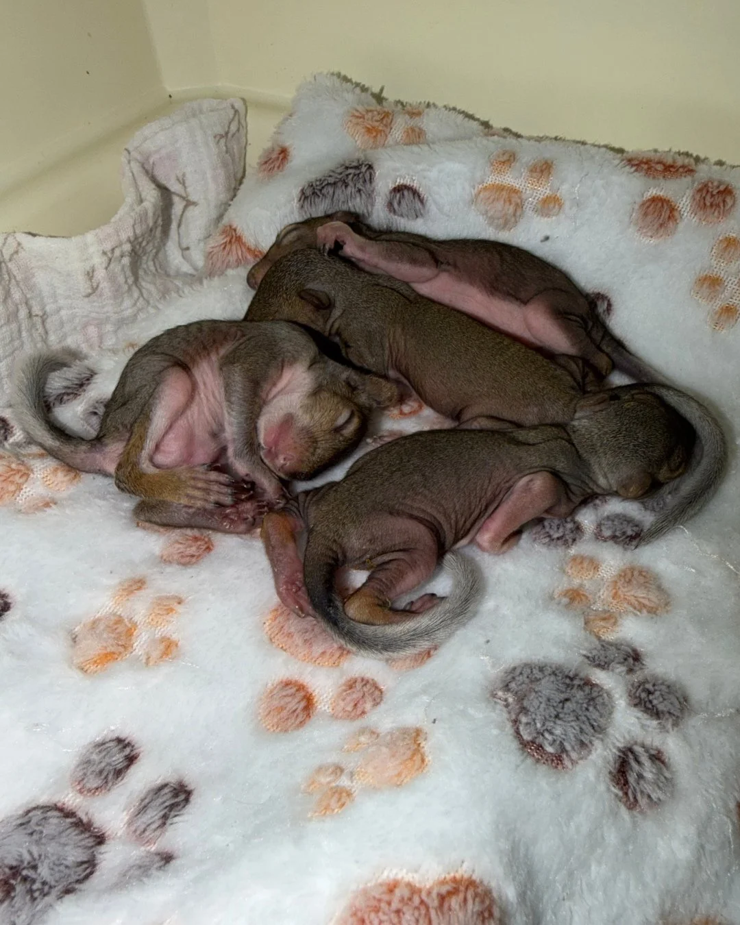 Monday musings with Danielle! Also, Happy Labor Day! In the world of wildlife rehabilitation, the work never stops!
&ldquo;POV: you now smell like formula and your phone alarm goes off every 3-4 hours for 'feeding time' and not 'texts from your frien