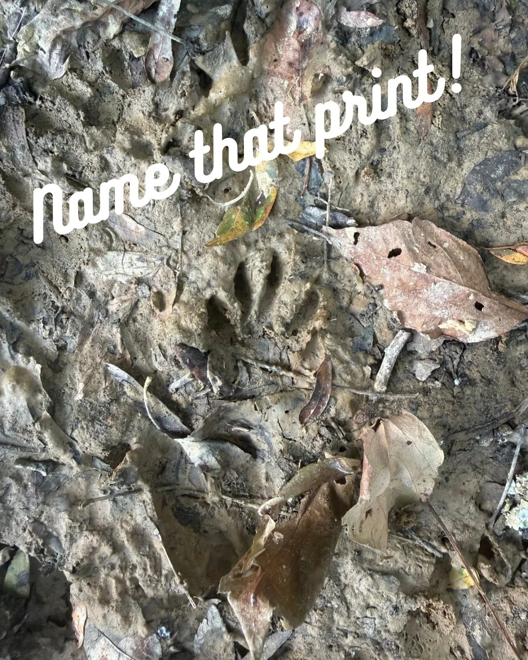 Wildlife detectives! 🕵️&zwj;♀️ Name that print! Leave your guess in the comments! #wildlifeeducation #tennessee #outofthewoodswildlife #pawprint