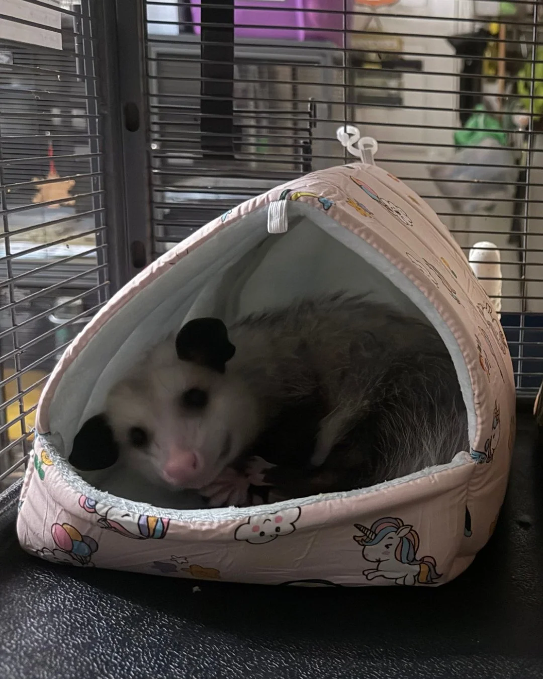 Larry and Lawrence, two of our opossum patients, enjoying their cozy beds donated from Dr. Burger! Swipe to see the last photo. 😆 #opossum #wildlifeeducation #wildliferescue #tennessee