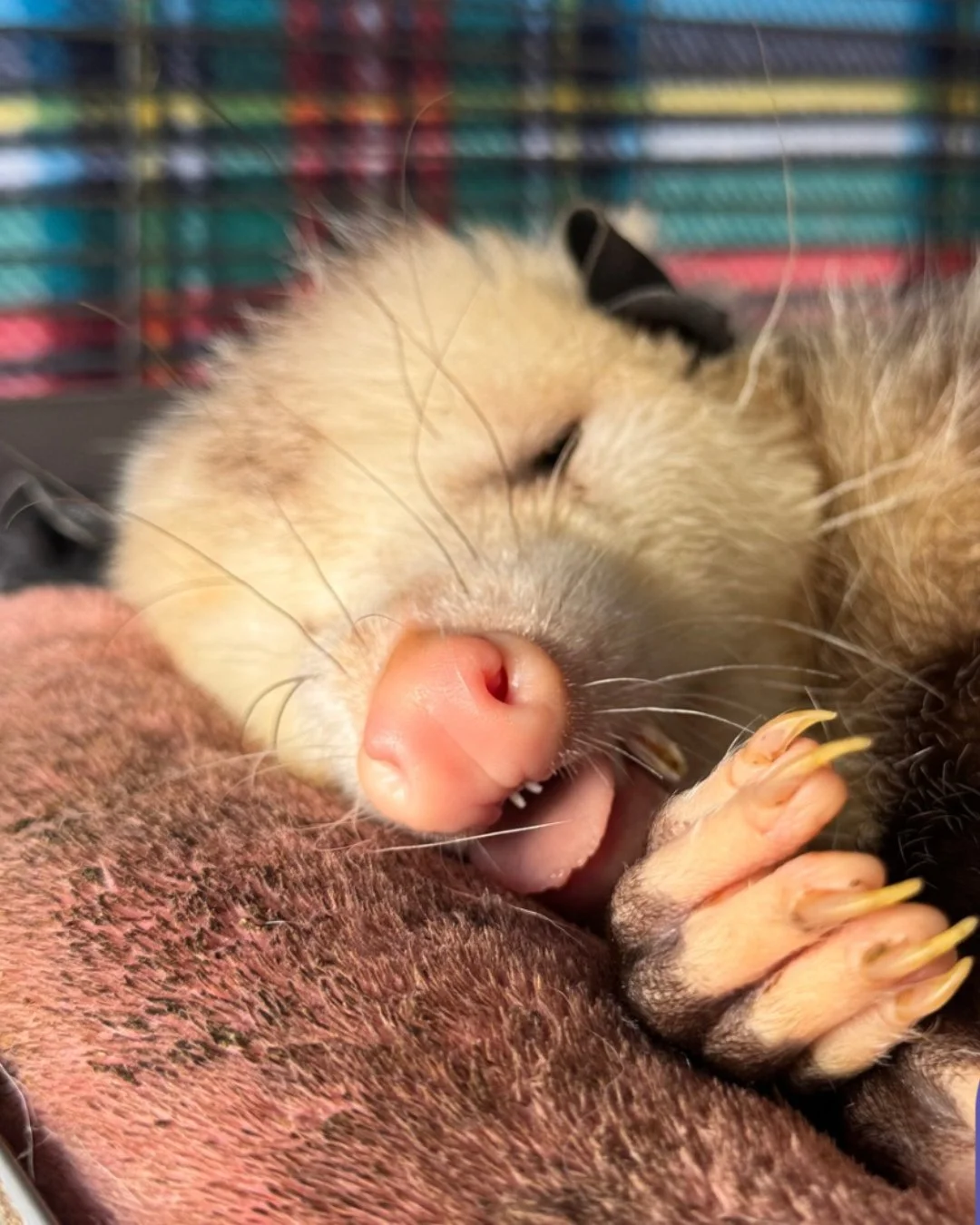 Sunday got you like? #opossum #wildlifeeducation #wildliferehab #tennessee #rescueandrelease