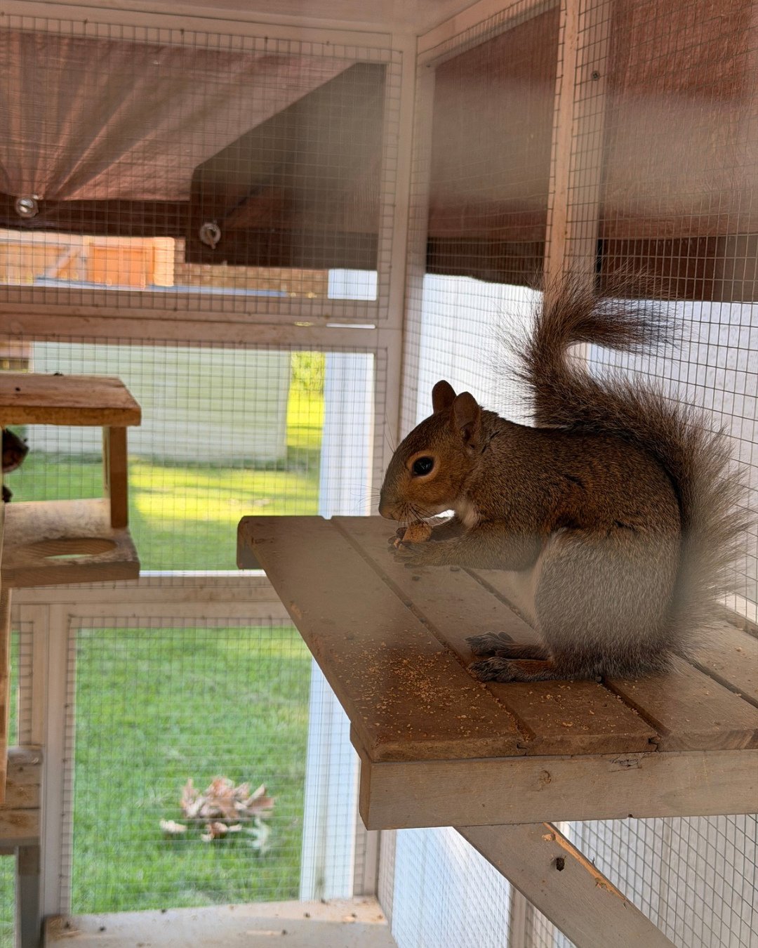 Monday musings with Danielle!

🐿️ Day 10 of Freedom: Margaret Now HAS NO INTEREST IN LEAVING THE CAGE
Margaret parked on a shelf mid-snack, now unmoved by the concept of grass. Nothing has changed. Same door. Same shelf.
Same commitment to the bit.
