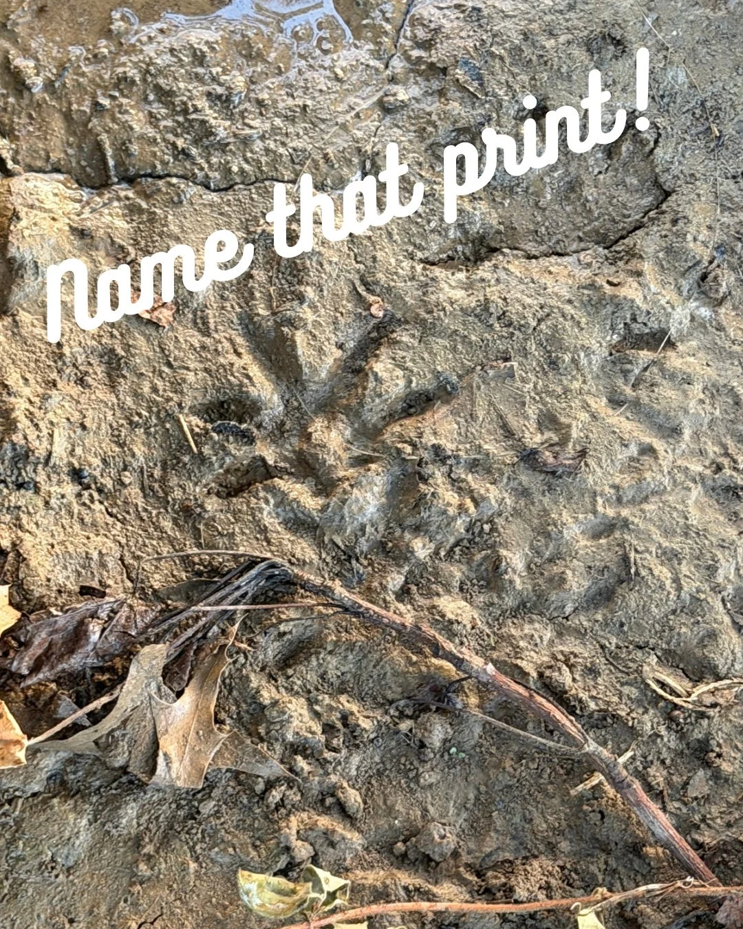 Wildlife detectives! 🕵️&zwj;♀️ Name that print! Leave your guess in the comments! #wildlifeeducation #tennessee #outofthewoodswildlife #pawprint