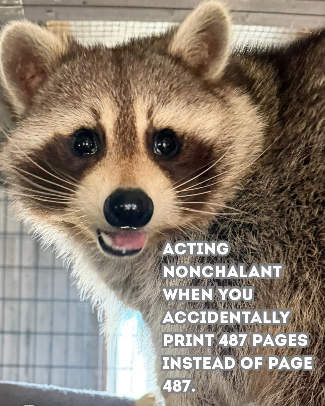 Oops! Just act nonchalant. 🤣📄 #DJ #raccoon #wildlifeeducation #nonreleasable #educationalambassador