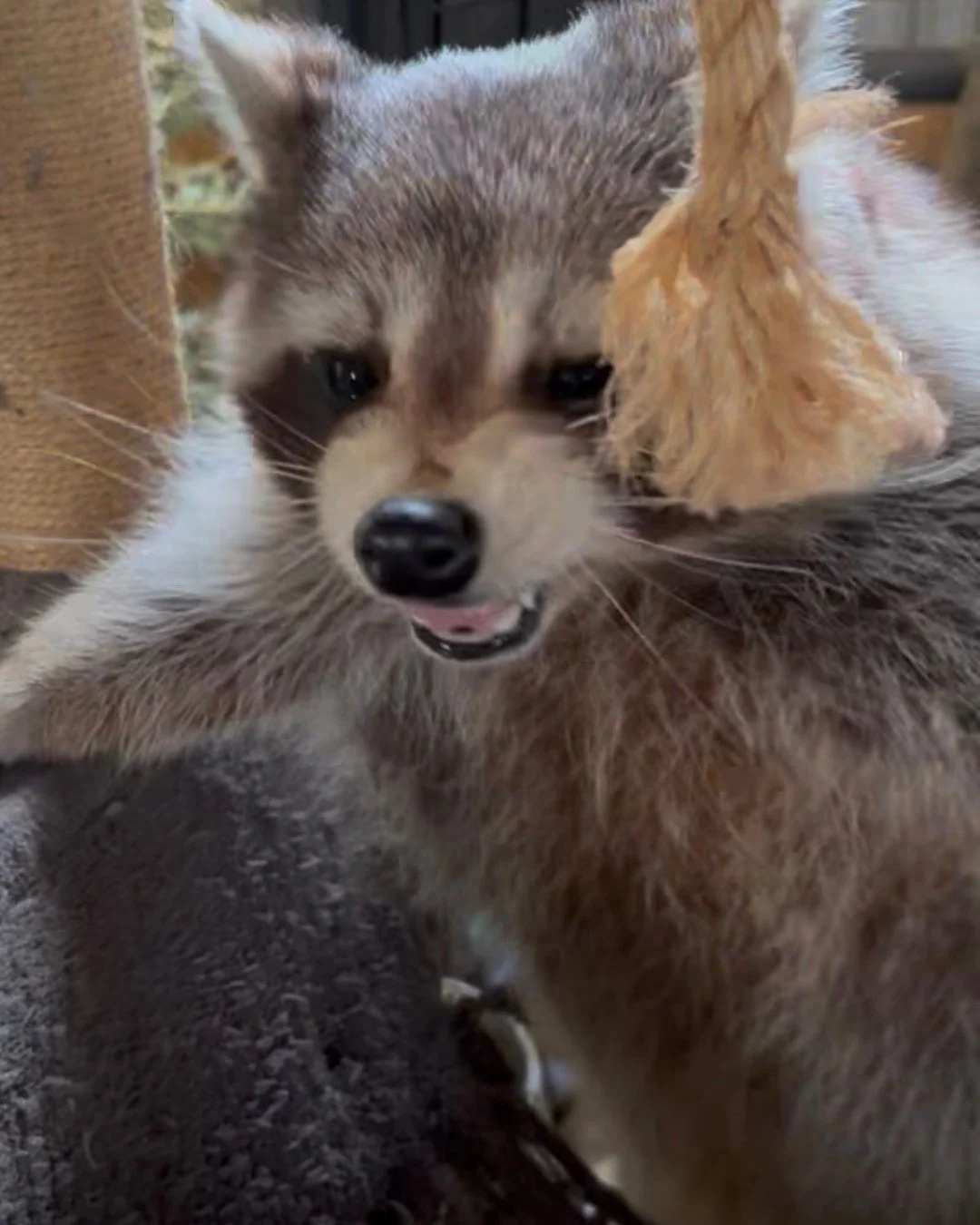 When mom says smile for the camera. #raccoon #educationalambassador #nonreleasable #wildlifeeducation #tennessee