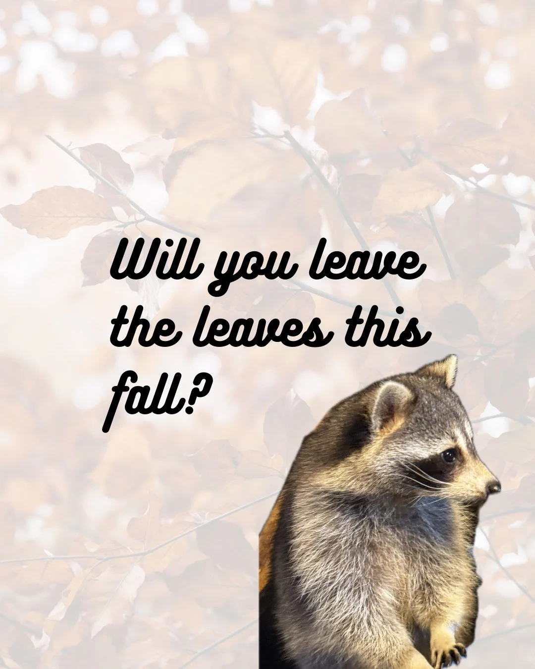 The fall season is upon us, but don&rsquo;t rush to clean up the fallen leaves in your yard! Did you know they provide nesting material, overwintering shelter, and beneficial food sources to local wildlife? Wait until late enough in spring to tidy up