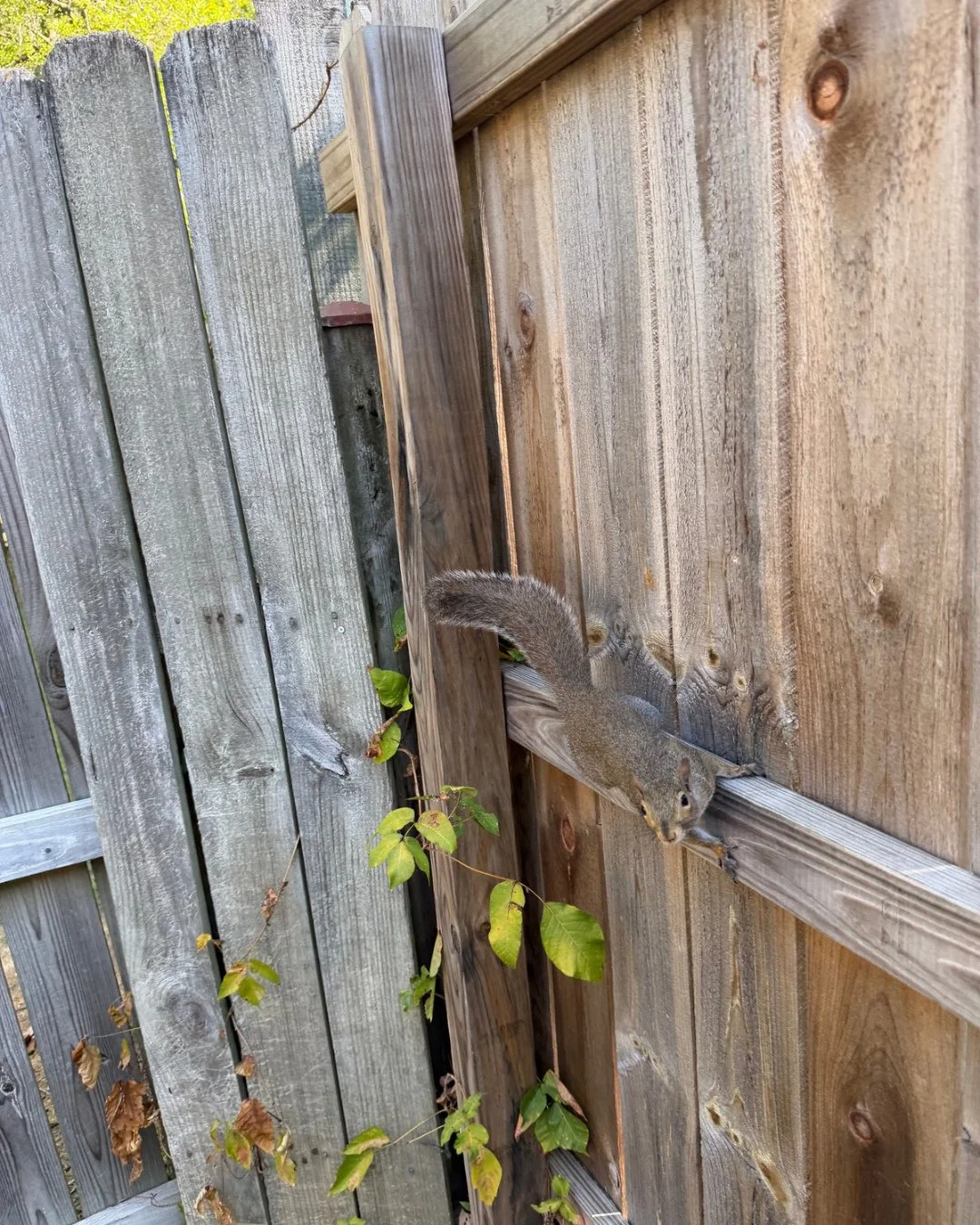 Monday musings with Danielle!

🐿️ Morning check-in with Nome.
Somebody has decided that fence-top patrol duty does not begin until breakfast has been served.
Nome is perched right on the rail, leaning over the edge and giving me the full "Well?