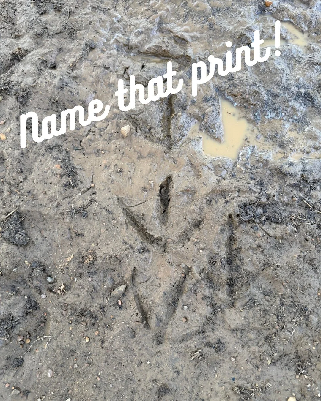 Wildlife detectives! 🕵️&zwj;♀️ Name that print! Leave your guess in the comments! #wildlifeeducation #tennessee #outofthewoodswildlife #pawprint