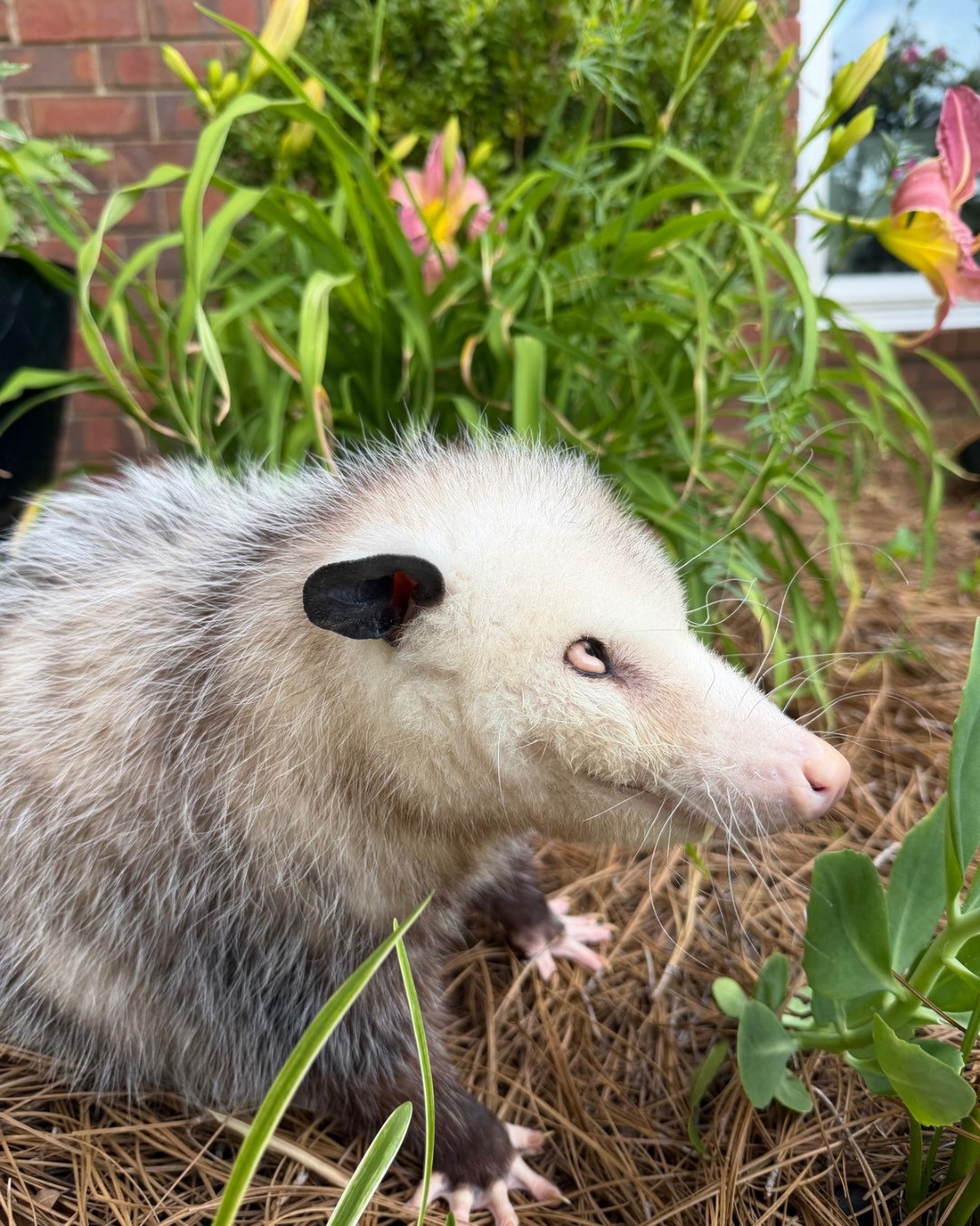 Ralph is such a distinguished gentleman!#opossum #educationalambassador #nonreleasable #wildlifeeducation #tennessee
