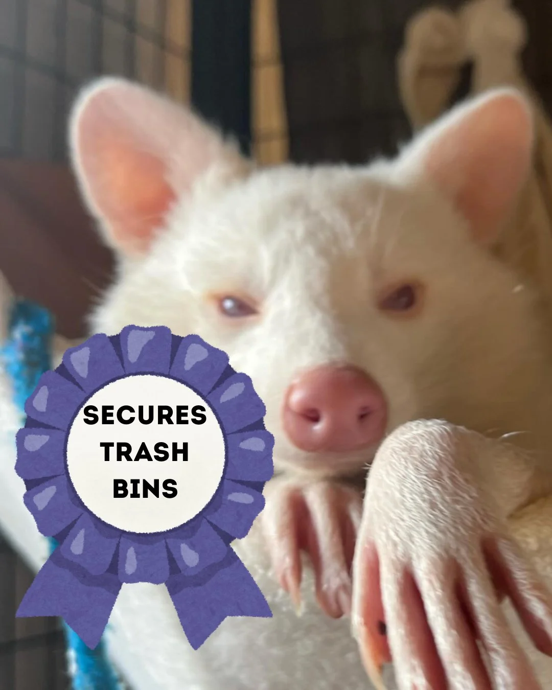 Which ribbon are you winning when it comes to coexisting with our wild neighbors? One or all? Let us know in the comments! #tennessee #westtennessee #coexist #wildlifeeducation #wildliferehab
