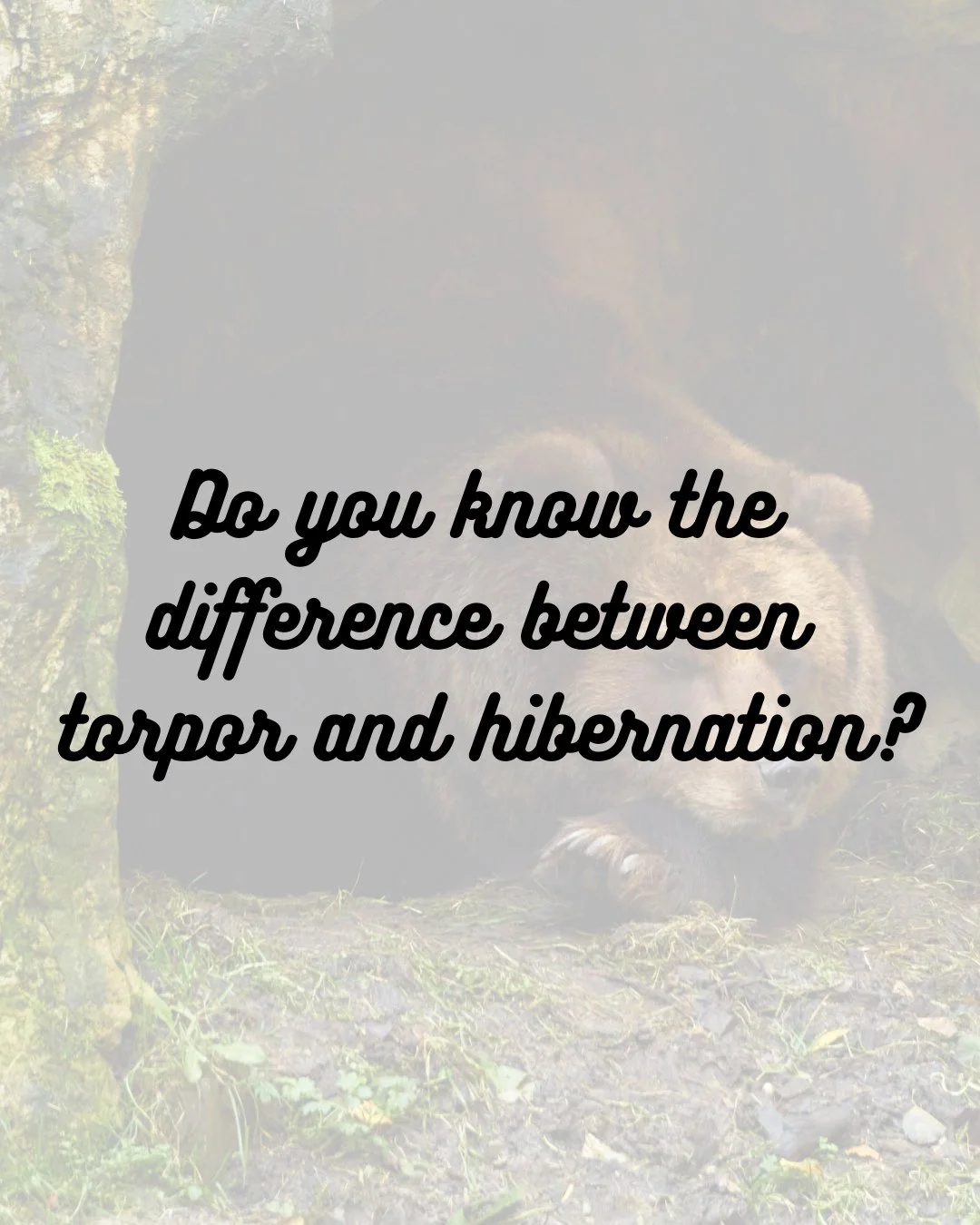 The change in the season brings lifestyle changes for our local wildlife. Learn about the difference between torpor and hibernation here! #torpor #hibernation #wildlifeeducation #fall #tennessee