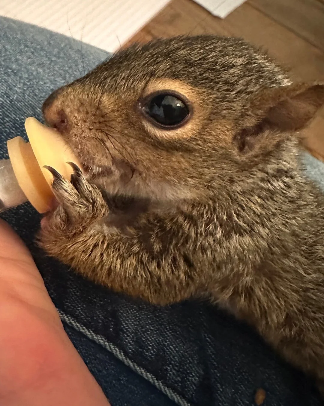Meet Nutstachio! He was named by Ben and Robyn from the YouTube channel &ldquo;A Squirrel Plays&rdquo;. When we reached 5000 followers on Facebook, they generously made a &ldquo;Squire of Squirrels&rdquo; donation in support of all of the work we do!