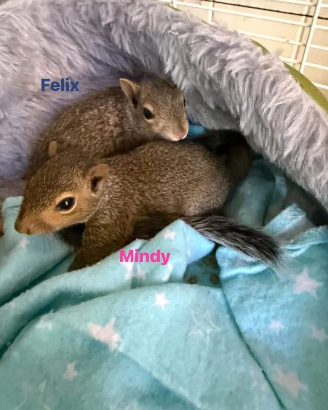 Monday musings with Danielle!
Meet some of her baby squirrel patients!
Scarlett is 7 weeks old, Norman and Mindy are 7.5 weeks, and Felix is 8 weeks. They've moved to a baby cage and adjusted well, but the extra visibility has revealed an issue with 