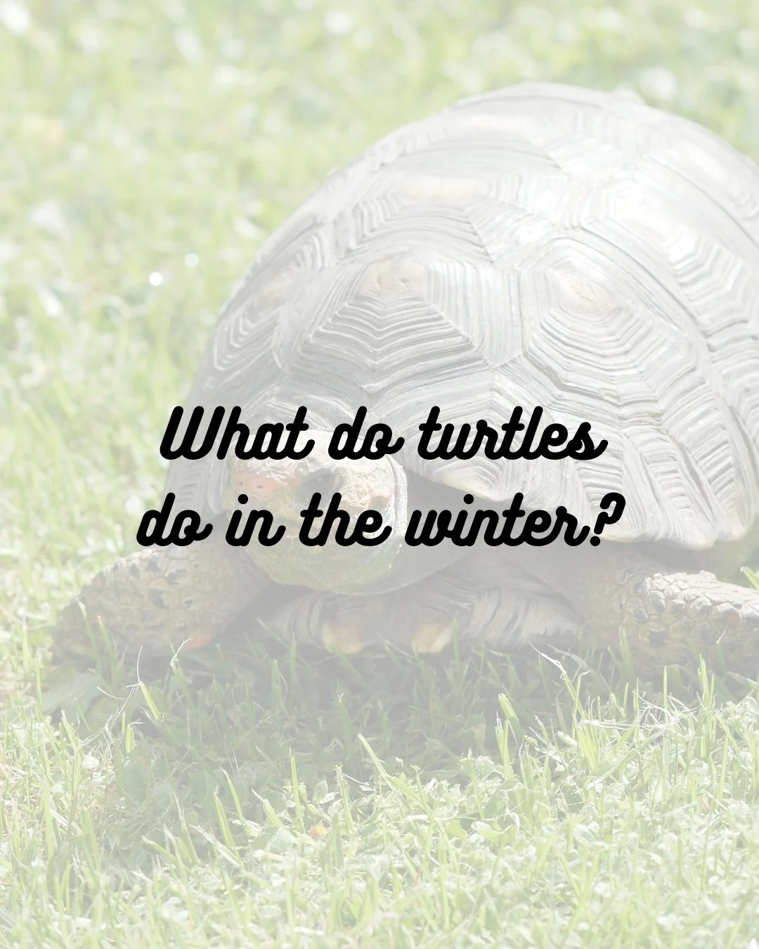 Too early to start thinking about winter? Not when it comes to learning about how our reptile and turtle friends brave the upcoming cold temperatures! #brumation #turtlefacts #turtle #wildlifeeducation #tennessee