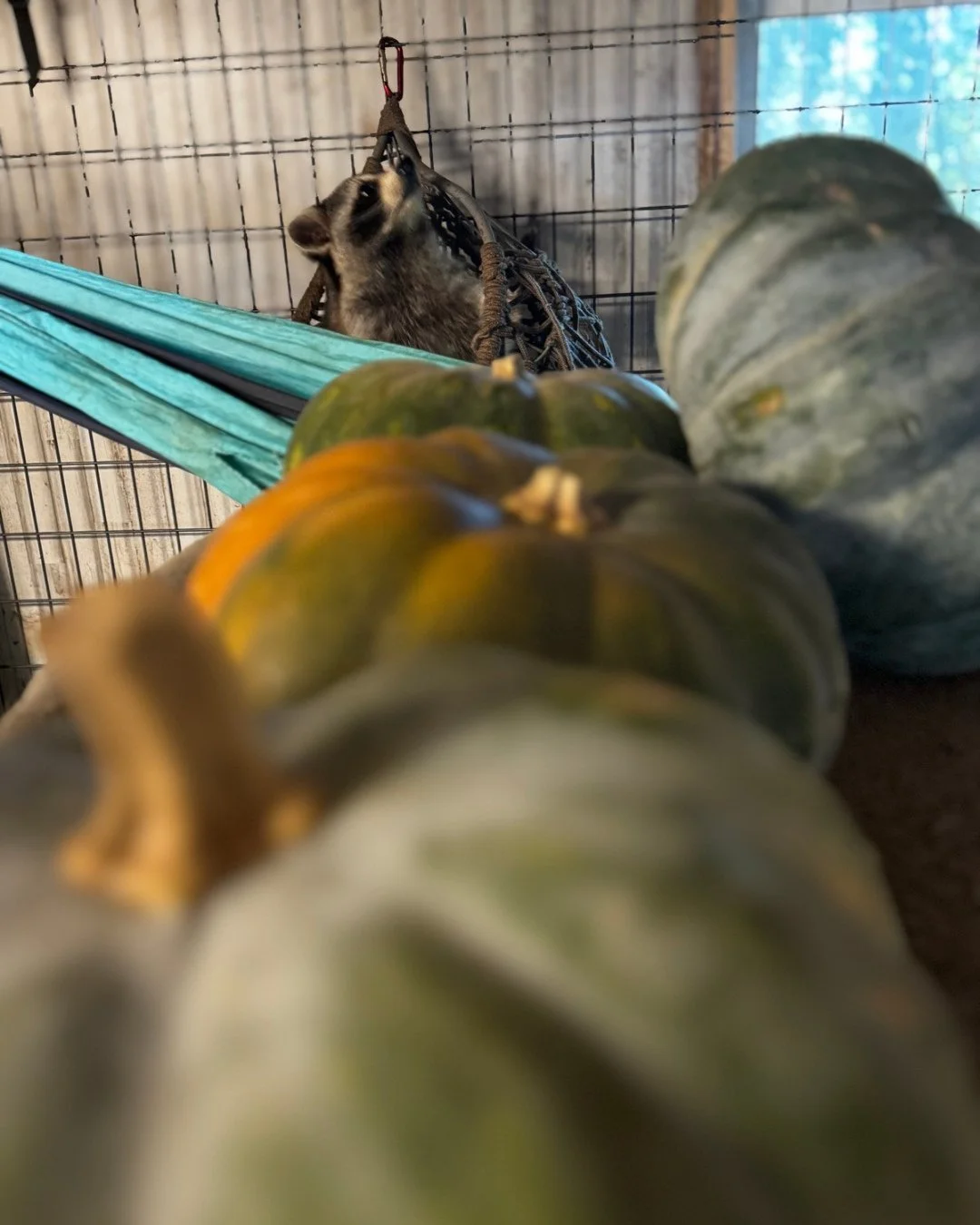 When you ask your mom to take artsy &ldquo;candid&rdquo; photos of you for fall. 🎃 🦝 😂 #DJ #raccoon #educationalambassador #wildlifeeducation #fall #pumpkin