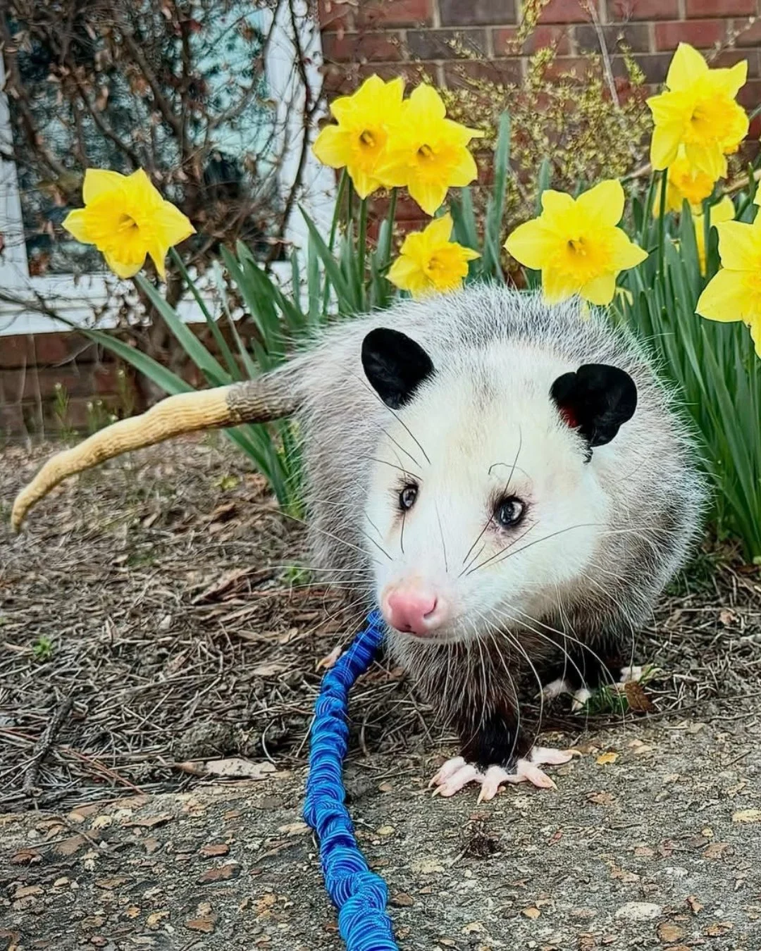 It is with great sadness we announce that Ralph, who was our 3.5 year old opossum educational ambassador, crossed the rainbow bridge. The only complaint we have about opossums is that they do not live long enough. It was a privilege to care for him a