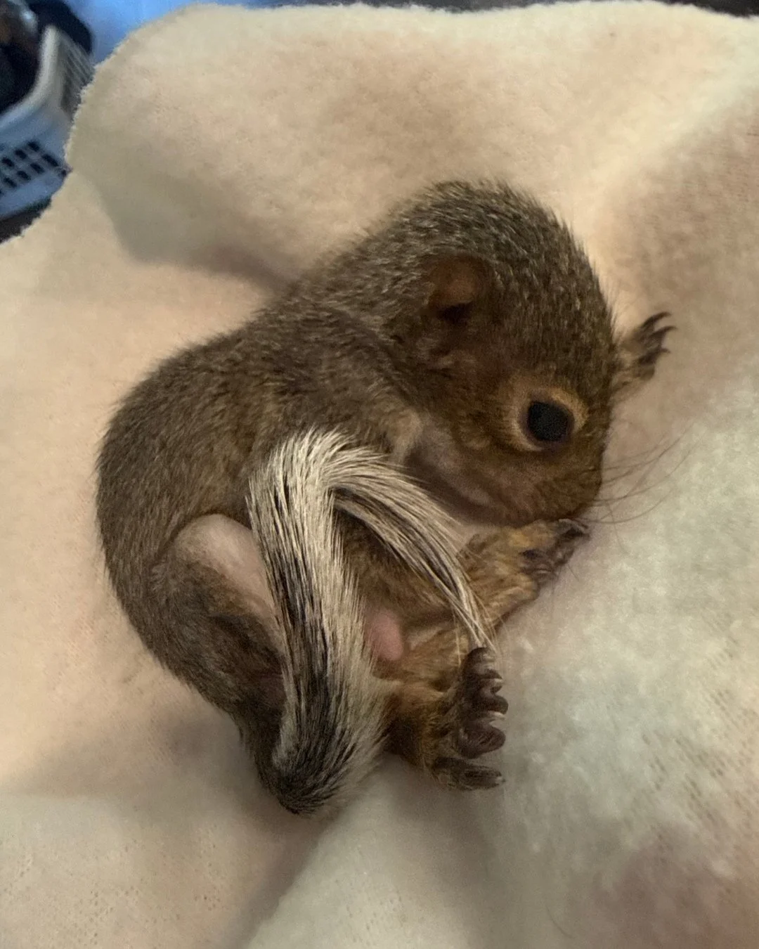 Meet pumpkin! He came to Rio severely underweight and emaciated on the brink of death and weighed only 35g. For reference, he should&rsquo;ve weighed closer to 60. The first picture is at intake and the one of him on the pumpkin is now! #squirrel #wi