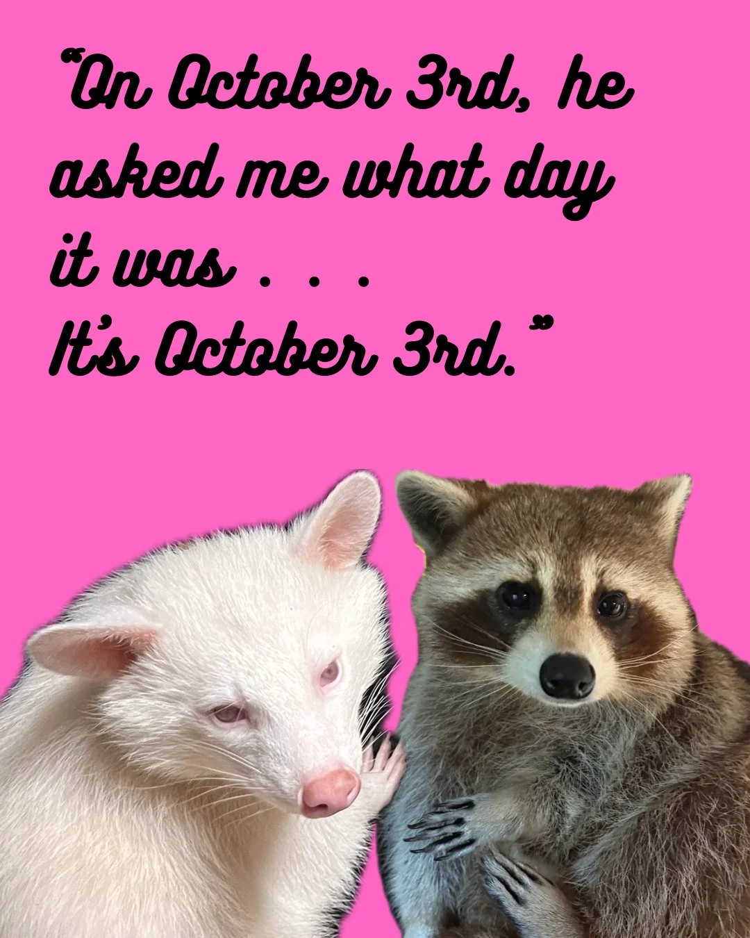 It&rsquo;s Mean Girls day! #october3rd #raccoon #wildlifeeducation #wildliferehab #tennessee #meangirls