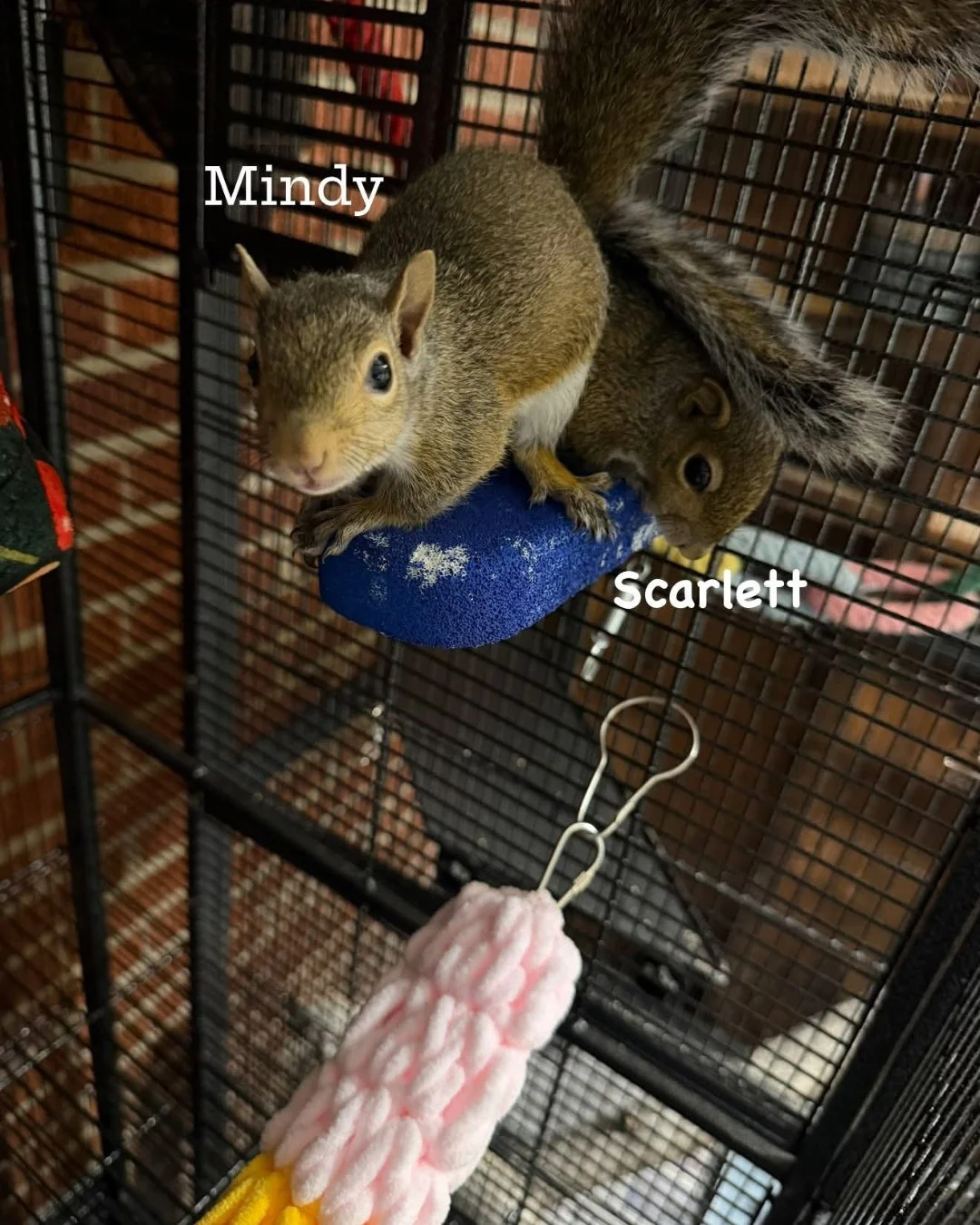 Monday musings with Danielle!

&ldquo;Girls rule, boys drool!
Scarlett and Mindy just summited the top of their cage, and they want you to know they did it first.
Fun fact: In tree squirrels, mama does everything. She builds the nest, carries the bab