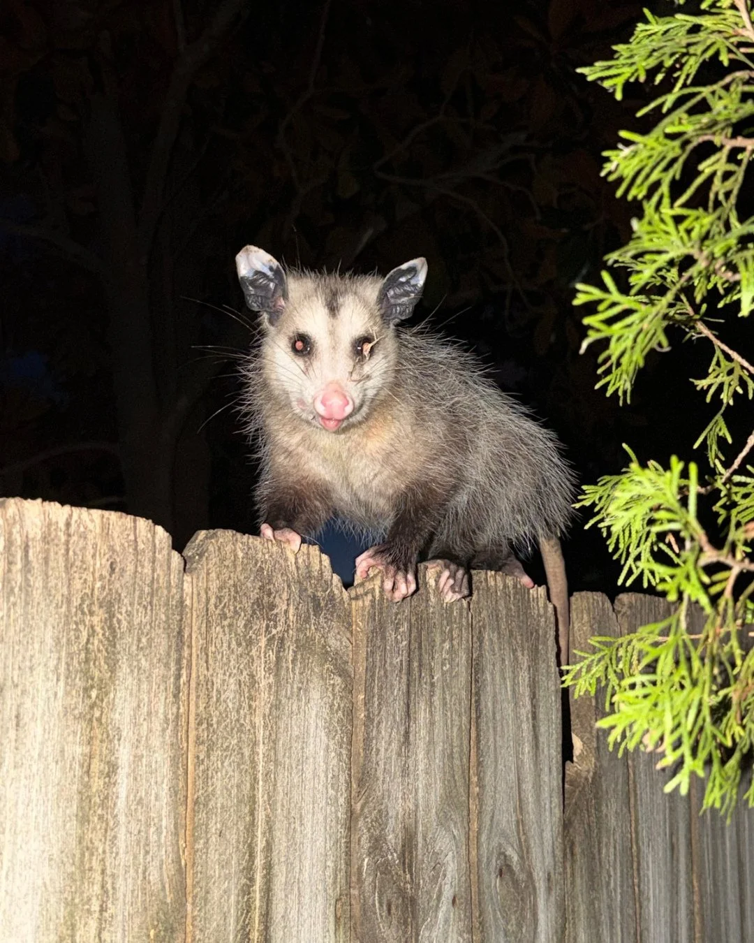 Things that go bump in the night? Nah, just an awesome opossum sighting! #wildlifeeducation #opossum #tennessee #wildliferehab #rescueandrelease