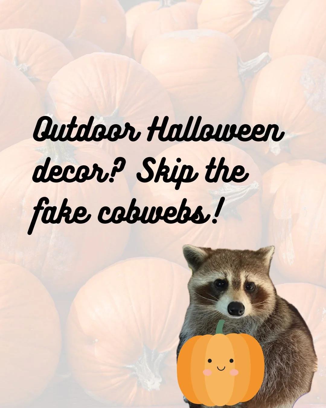 Decorating for Halloween? Skip the fake cobwebs as they are harmful to wildlife! Save and share these slides to look out for our wild neighbors during spooky season! #halloween #wildlifeeducation #october #coexist