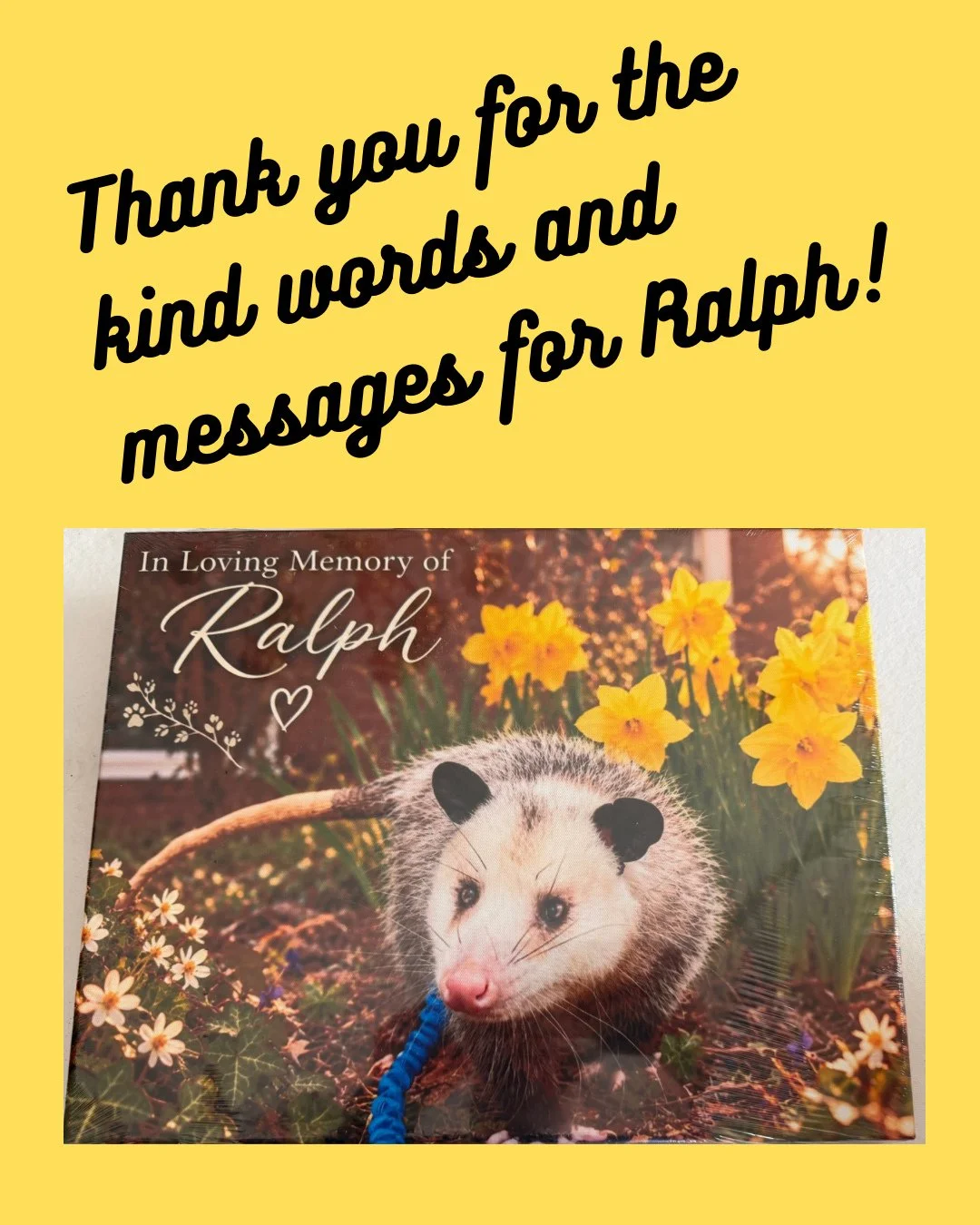 Hi Friends! We just wanted to say THANK YOU for the kind words and sentiments regarding Ralph. We are happy he has made such a positive impact on our community and beyond. He shed light on the truths about opossums and helped to squash any misconcept