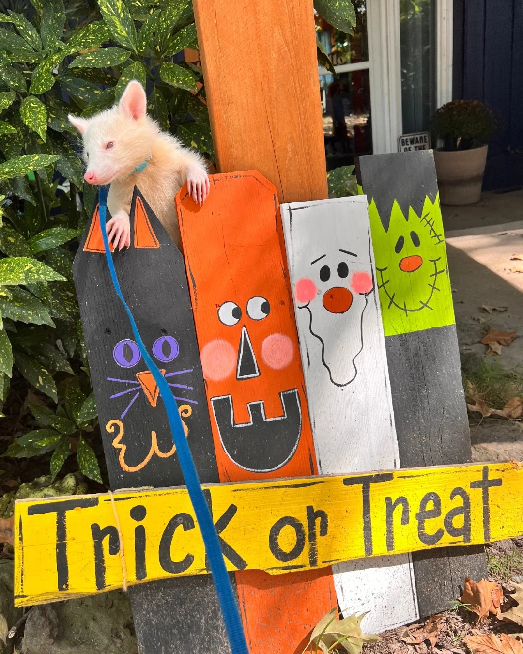 #FlashbackFriday to little D&rsquo;White during spooky season! #raccoon #tennessee #albinoraccoon #educationalambassador #nonreleasable #wildlifeeducation #halloween