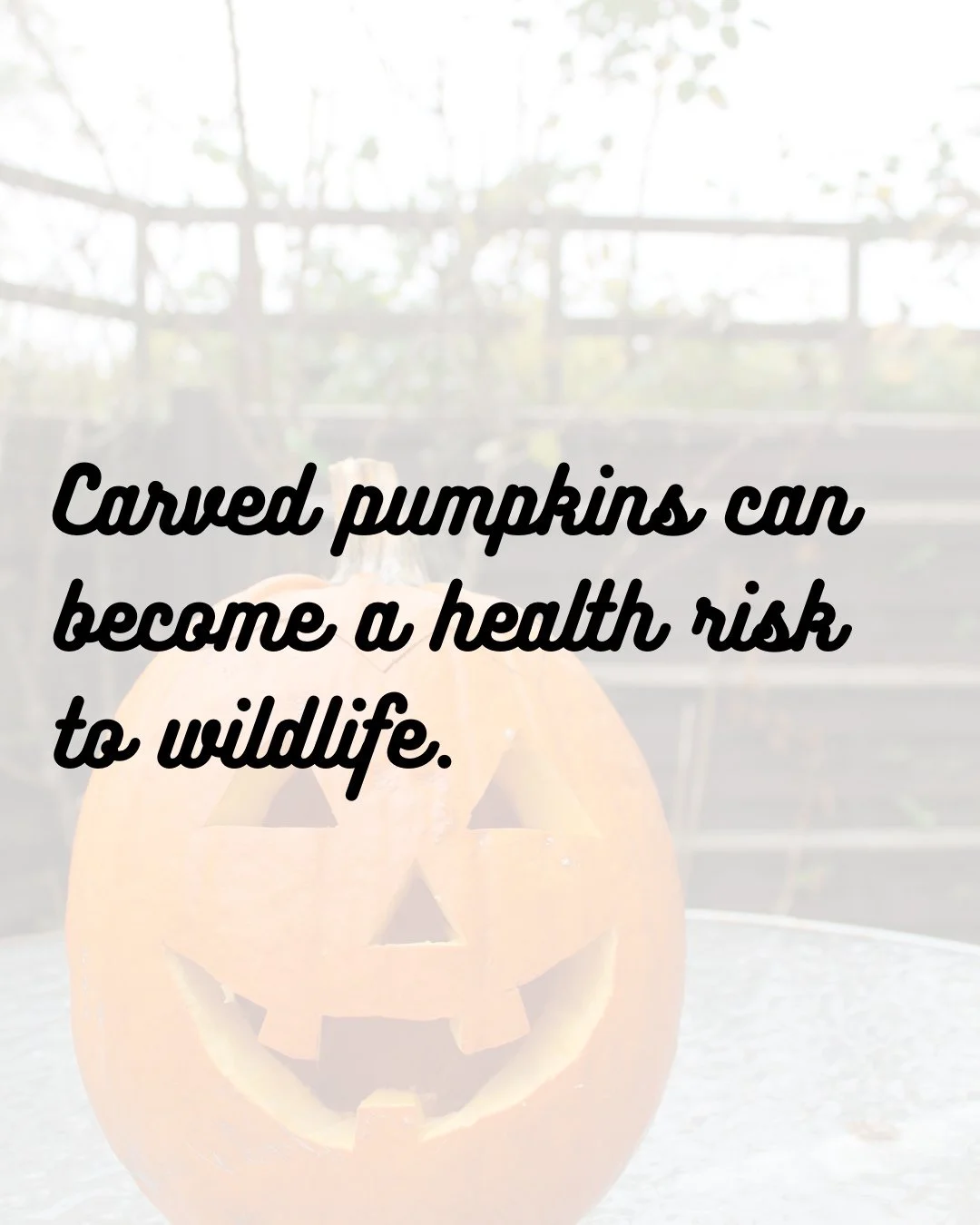 Listen up! 🎃 Did you know carved pumpkins can become a health risk to wildlife? Pumpkin carving and October go hand in hand, but when carved pumpkins sit outside for too long they begin to grow mold that is toxic to wildlife. Be sure to remove carve