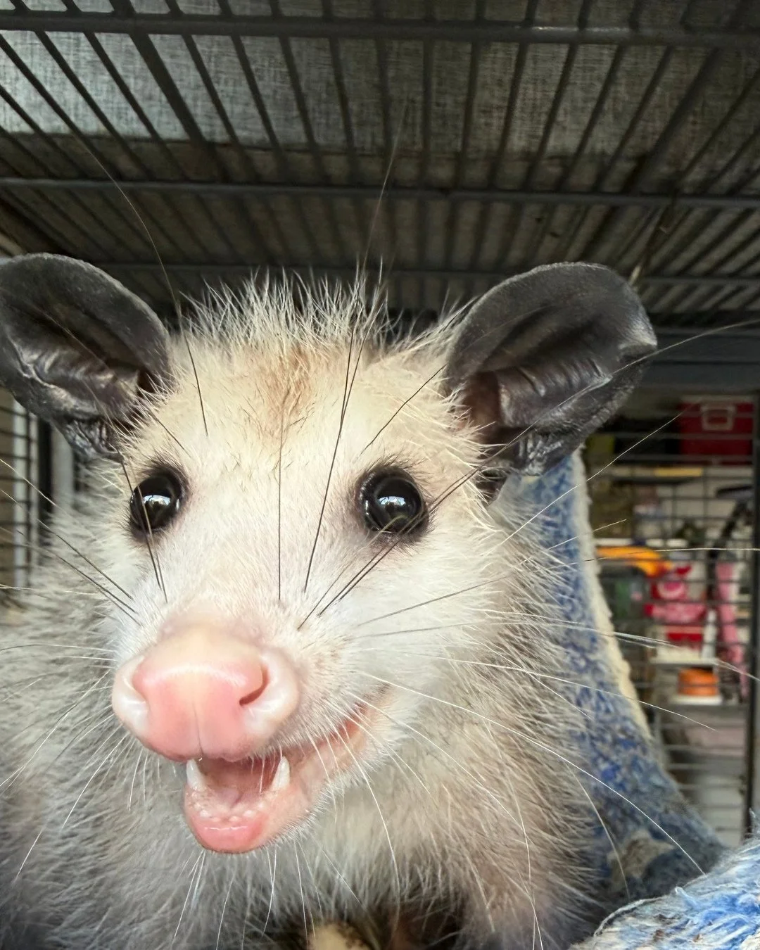 The face you make when you realize it&rsquo;s a long weekend! #opossum #tennessee #wildlifeeducation #outofthewoodswildlife #rescueandrelease