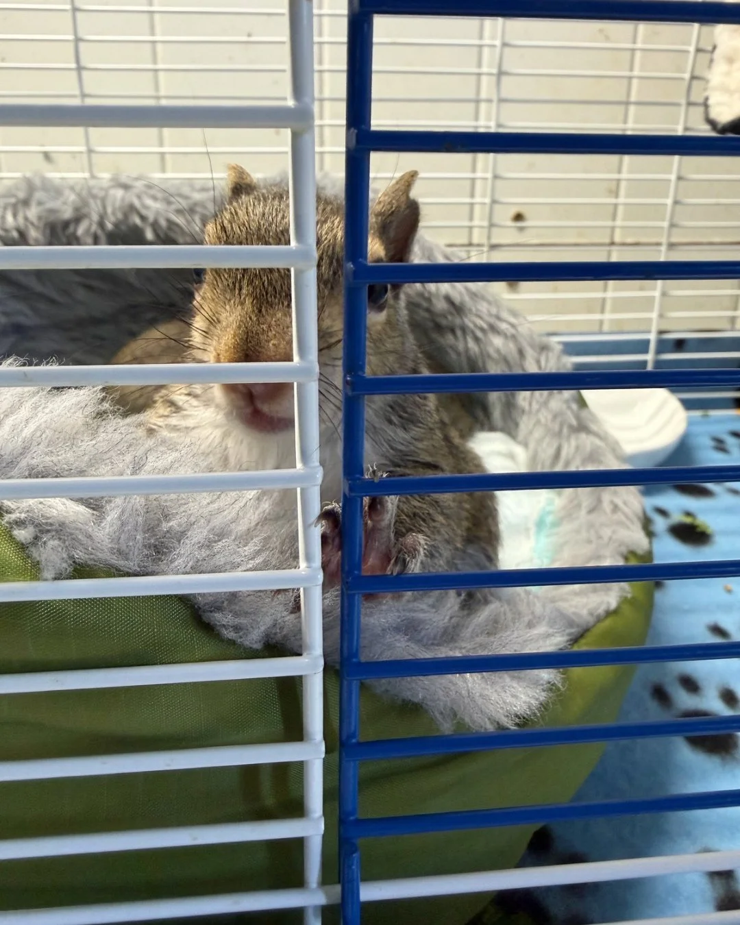 Monday musings with Danielle and Felix being a character!

If squirrels could talk . . . &ldquo;Please, ma'am, for I have not eaten in 17 minutes and am starving.&rdquo;

#squirrel #tennessee #westtennessee #outofthewoodswildlife #wildliferehab #resc