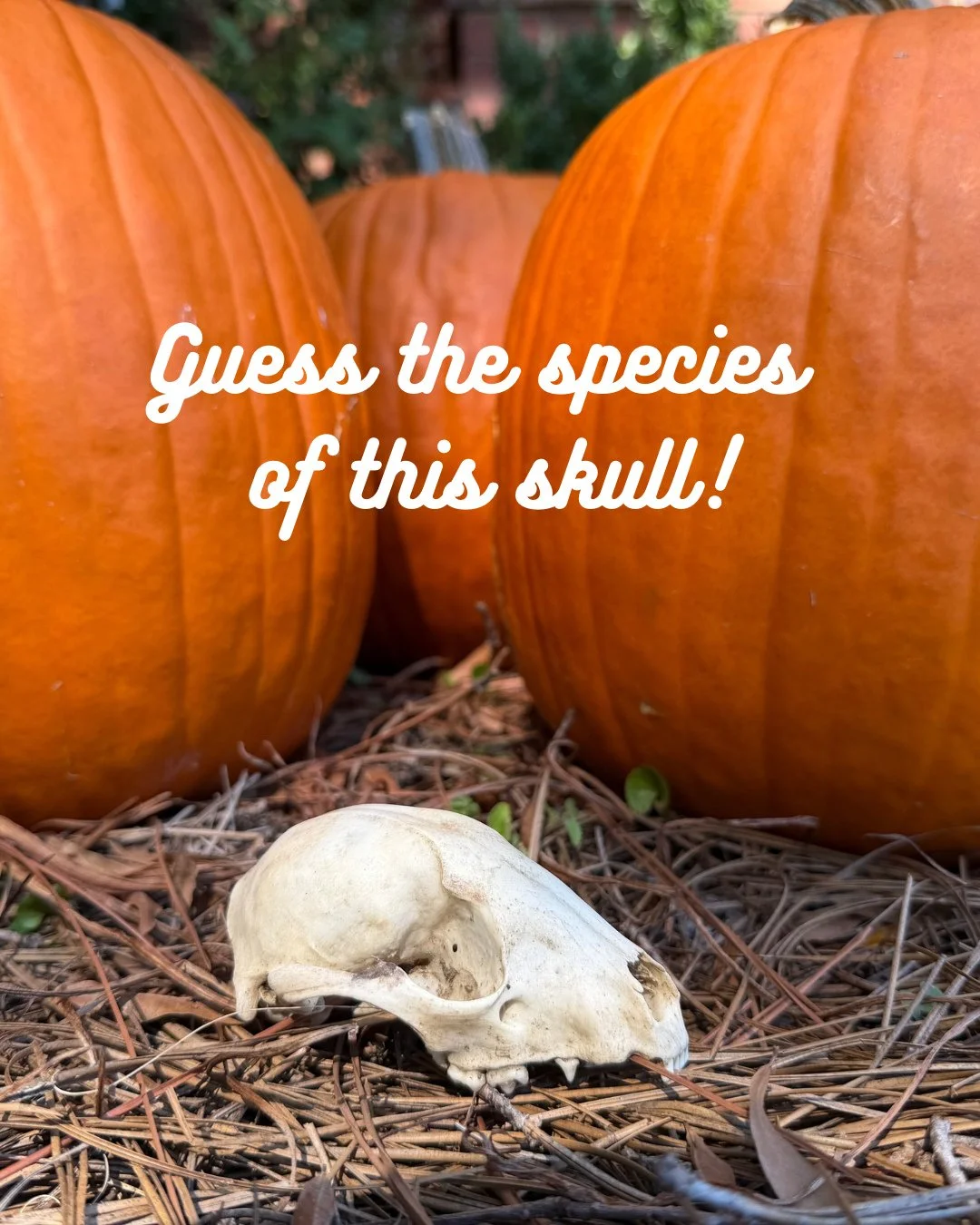 Wildlife detectives! 🕵️&zwj;♂️ It&rsquo;s spooky season, so let&rsquo;s play a game. 🎃 We&rsquo;ve got some skulls and skeletons as educational resources, so guess the species of the one in this photo! We&rsquo;ll post the answer in the comments to
