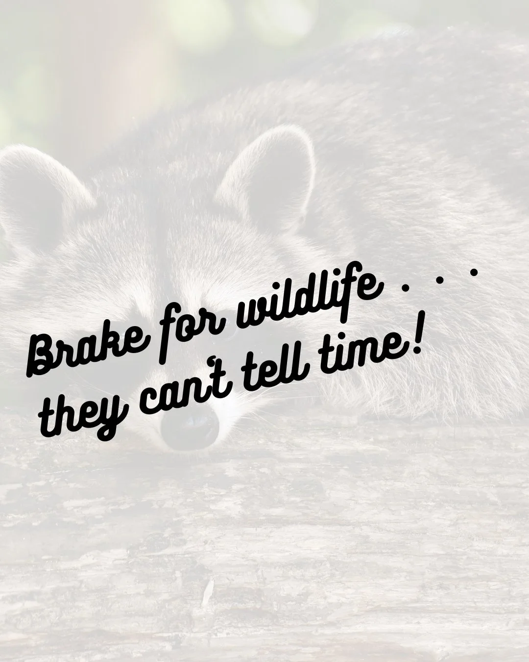 With the time change imminent, it is important to be vigilant and brake for wildlife because they can't tell time! #fallback #timechange #outofthewoodswildlife #tennessee #westtennessee #wildlifeeducation #BrakeForWildlife #rescueandrelease #respectt