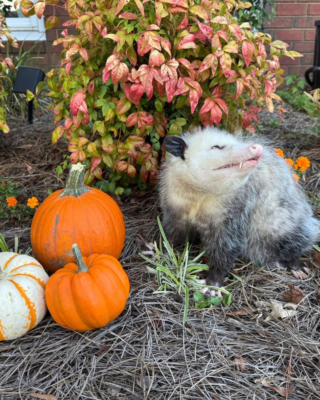 We thought it was only appropriate to do a #ThrowbackThuraday with Ralph&rsquo;s pumpkin pictures from last year. We hope they make you smile and appreciate opossums! #educationalambassador #opossum #october #halloween #tennessee #tbt