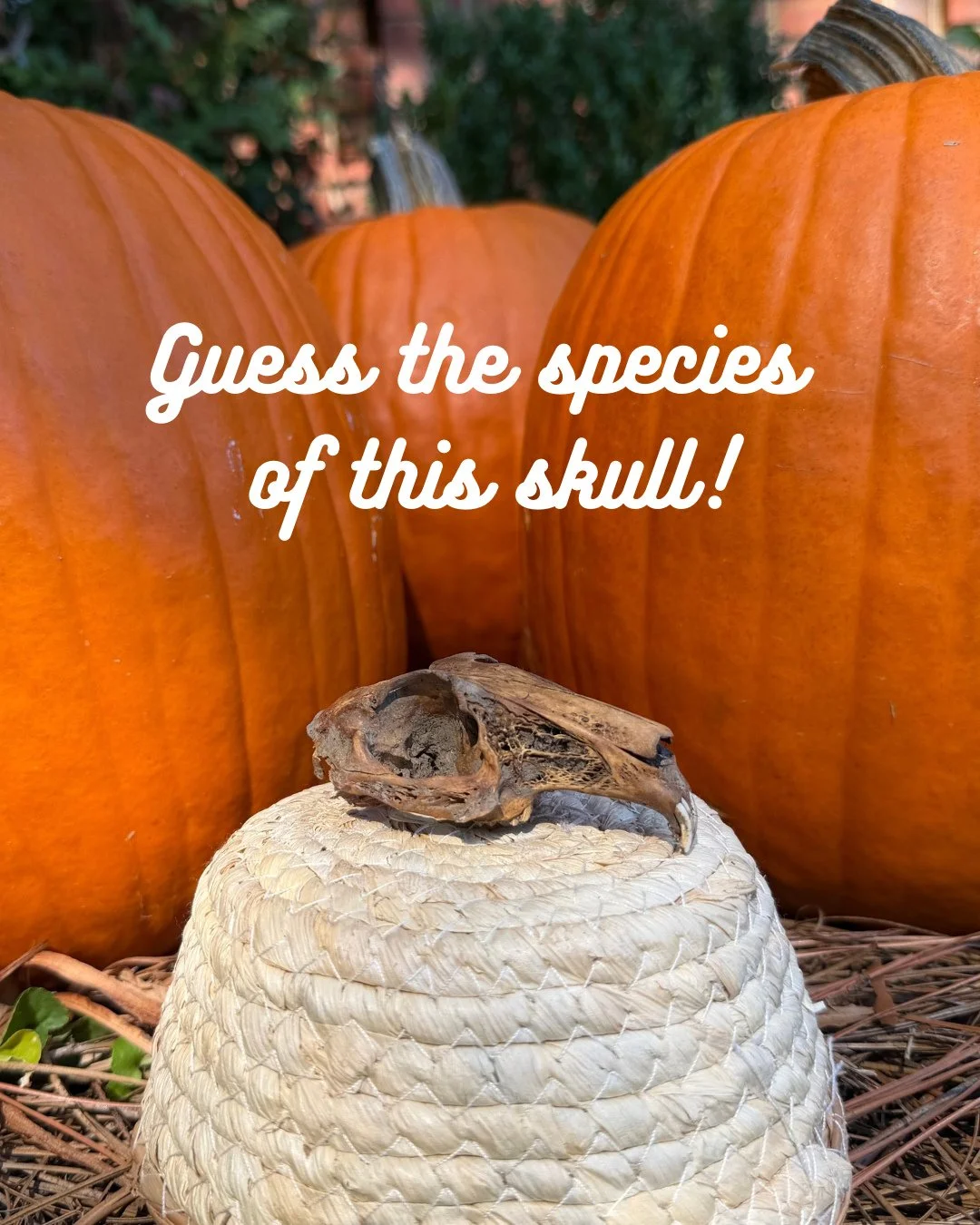 Wildlife detectives! 🕵️&zwj;♂️ It&rsquo;s spooky season, so let&rsquo;s play a game. 🎃 We&rsquo;ve got some skulls and skeletons as educational resources, so guess the species of the one in this photo! We&rsquo;ll post the answer in the comments to