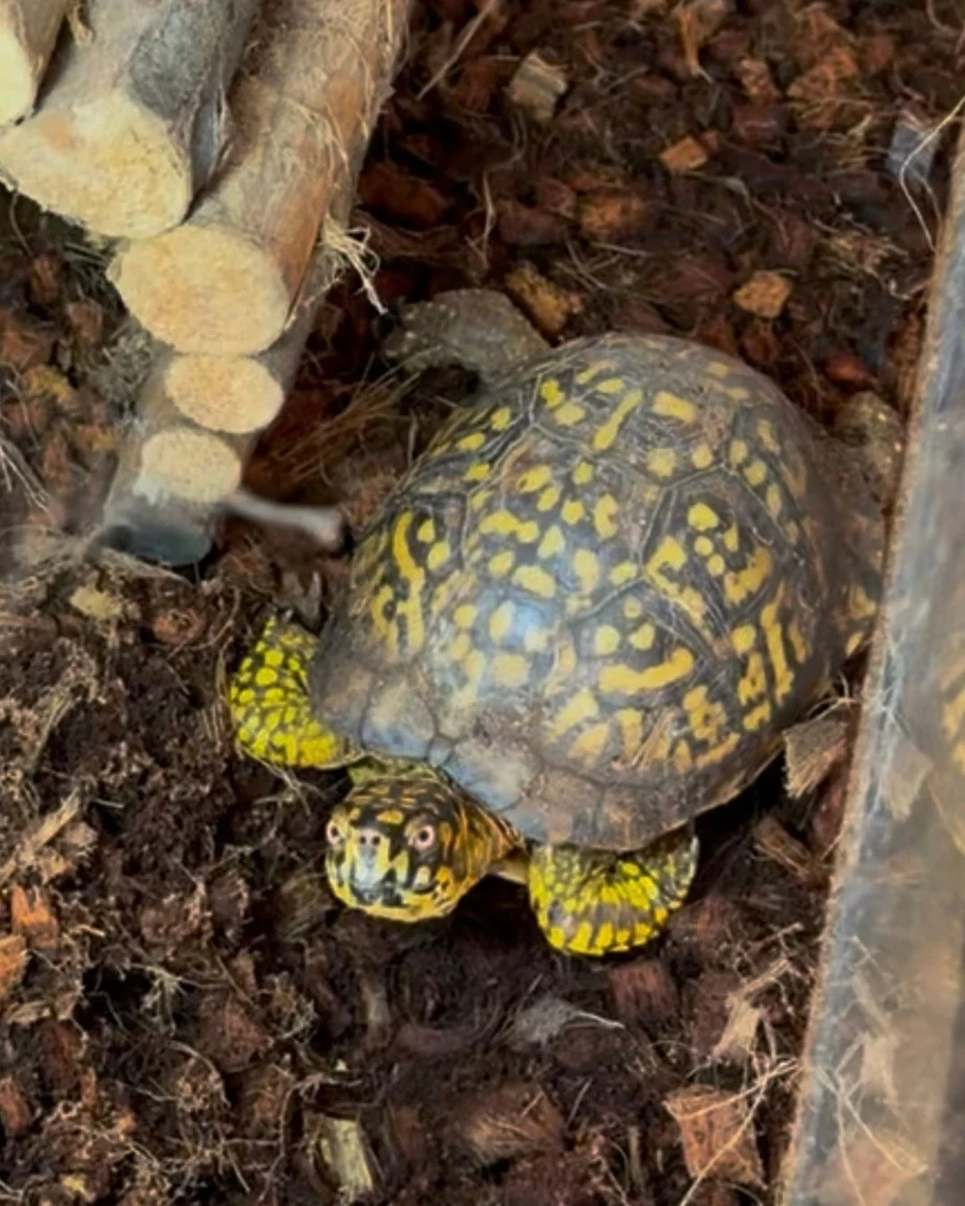 Scooter, one of our turtle patients, says hi! 
We moved our crew of overwintering and non releasable turtles back inside for the winter season. Thanks to your recent donations, they all have clean substrate and next we&rsquo;ll set up their heat lamp