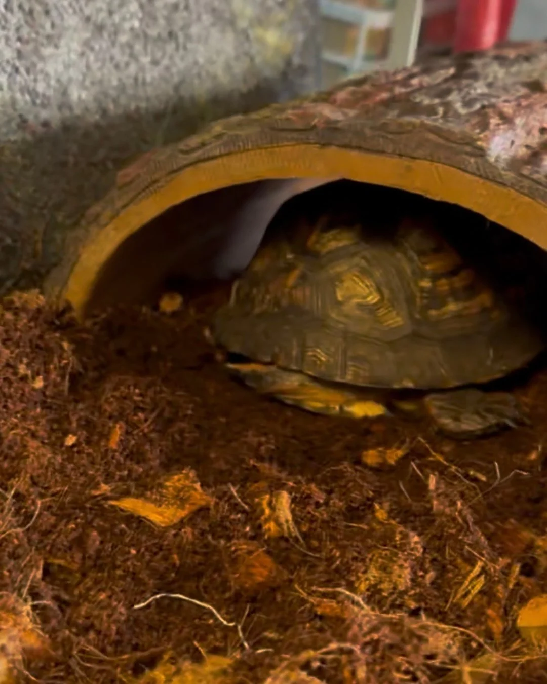 Can anyone guess who that is? That&rsquo;s Shelldon, our box turtle educational ambassador. He&rsquo;s very annoyed about moving inside for the winter season, but the nights are getting cooler! No pictures please! 😆
#wildliferehab #turtle #wildlifee