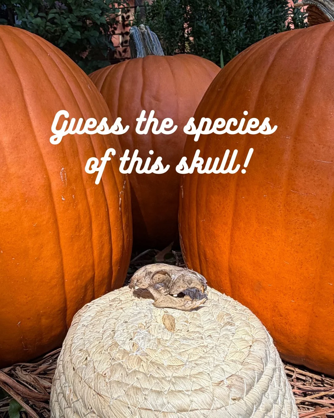 Wildlife detectives! 🕵️&zwj;♂️ It&rsquo;s spooky season, so let&rsquo;s play a game. 🎃 We&rsquo;ve got some skulls and skeletons as educational resources, so guess the species of the one in this photo! We&rsquo;ll post the answer in the comments to