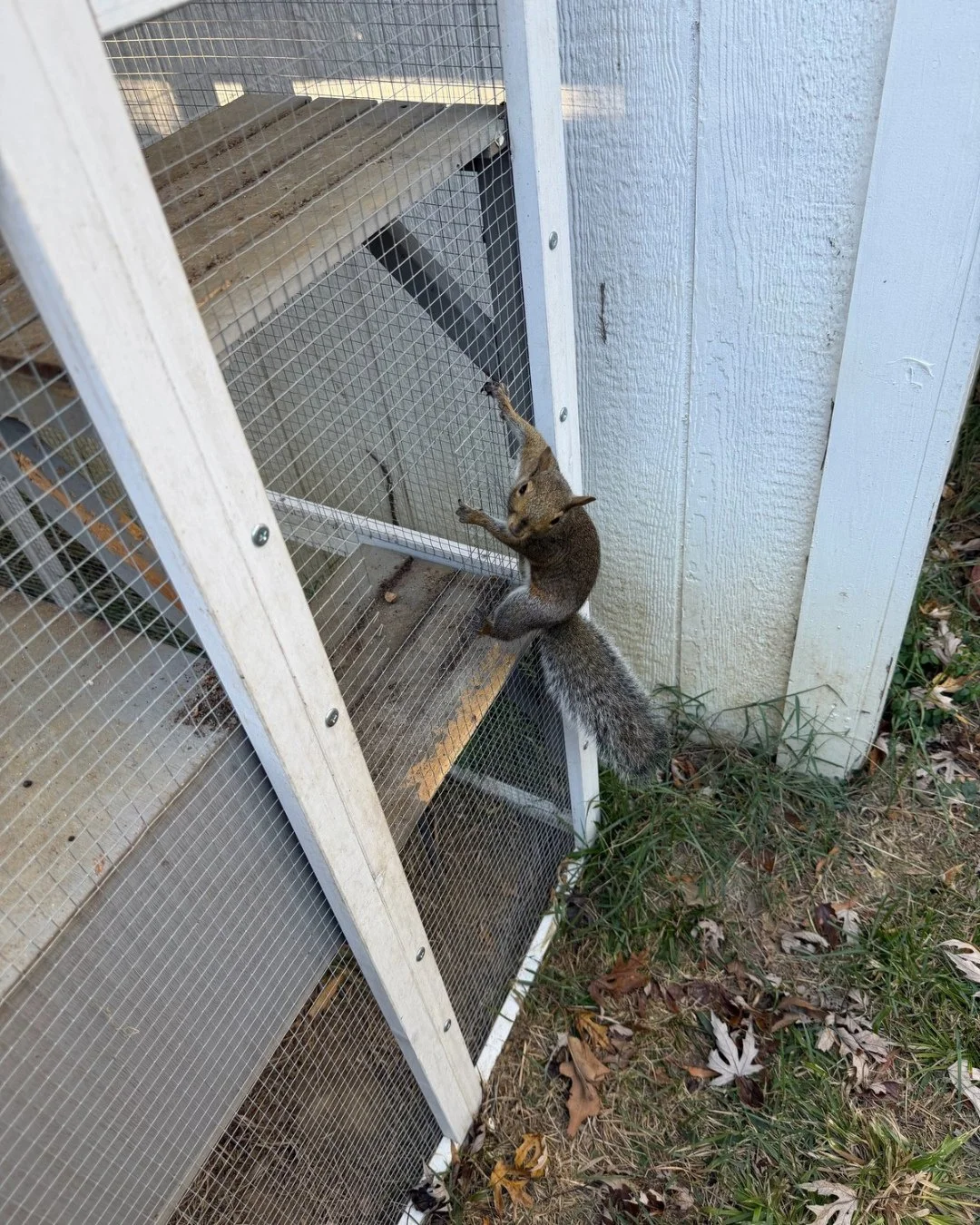 🐿️ Monday musings with Danielle! 🐿️ 
&ldquo;Morning check-in with Nome.
A couple of months after her release, and Nome is still showing up at the enclosure door like she has a standing reservation.
Hanging off the mesh. Staring directly at me. Givi