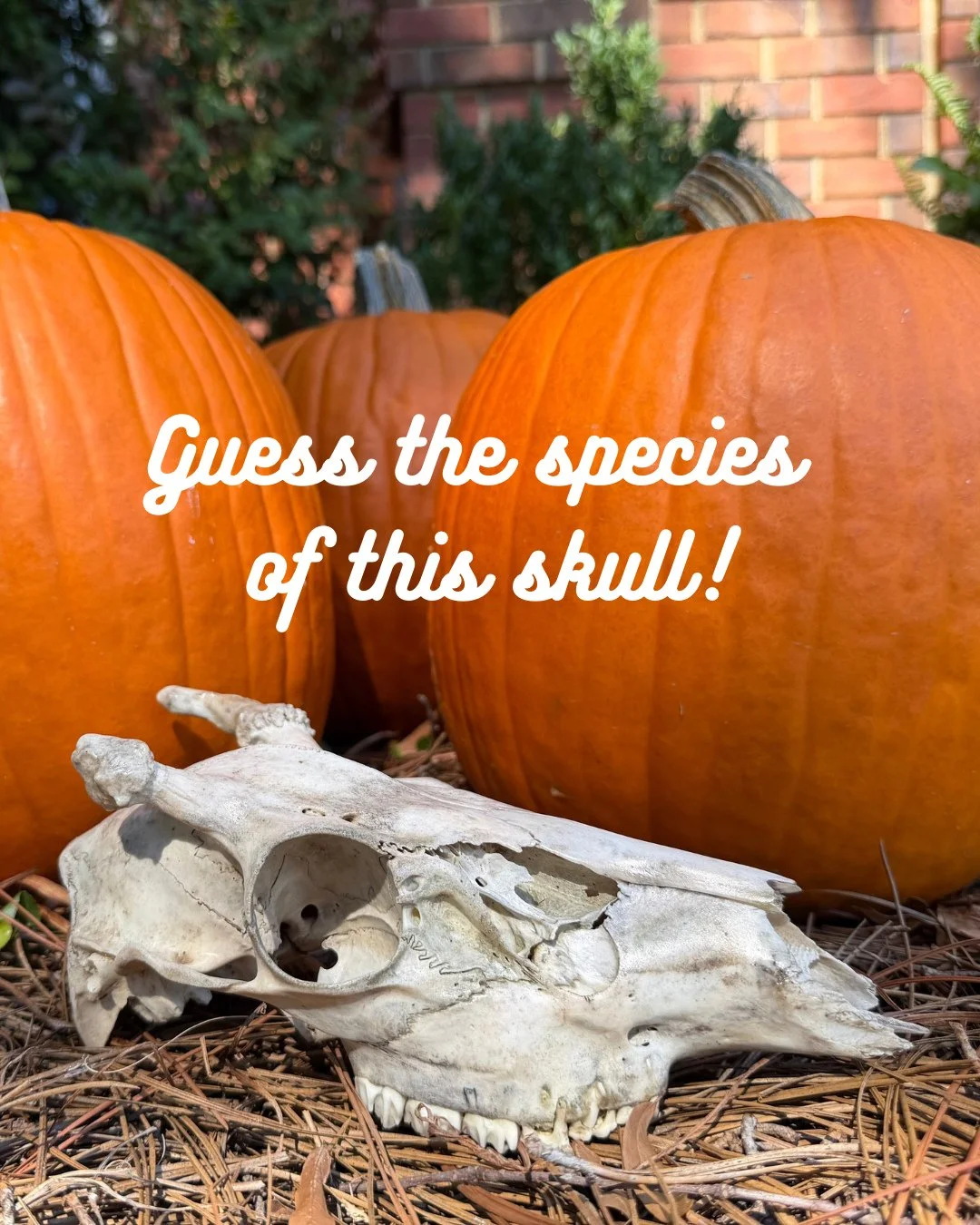 Wildlife detectives! 🕵️&zwj;♂️ It&rsquo;s spooky season, so let&rsquo;s play a game. 🎃 We&rsquo;ve got some skulls and skeletons as educational resources, so guess the species of the one in this photo! We&rsquo;ll post the answer in the comments to