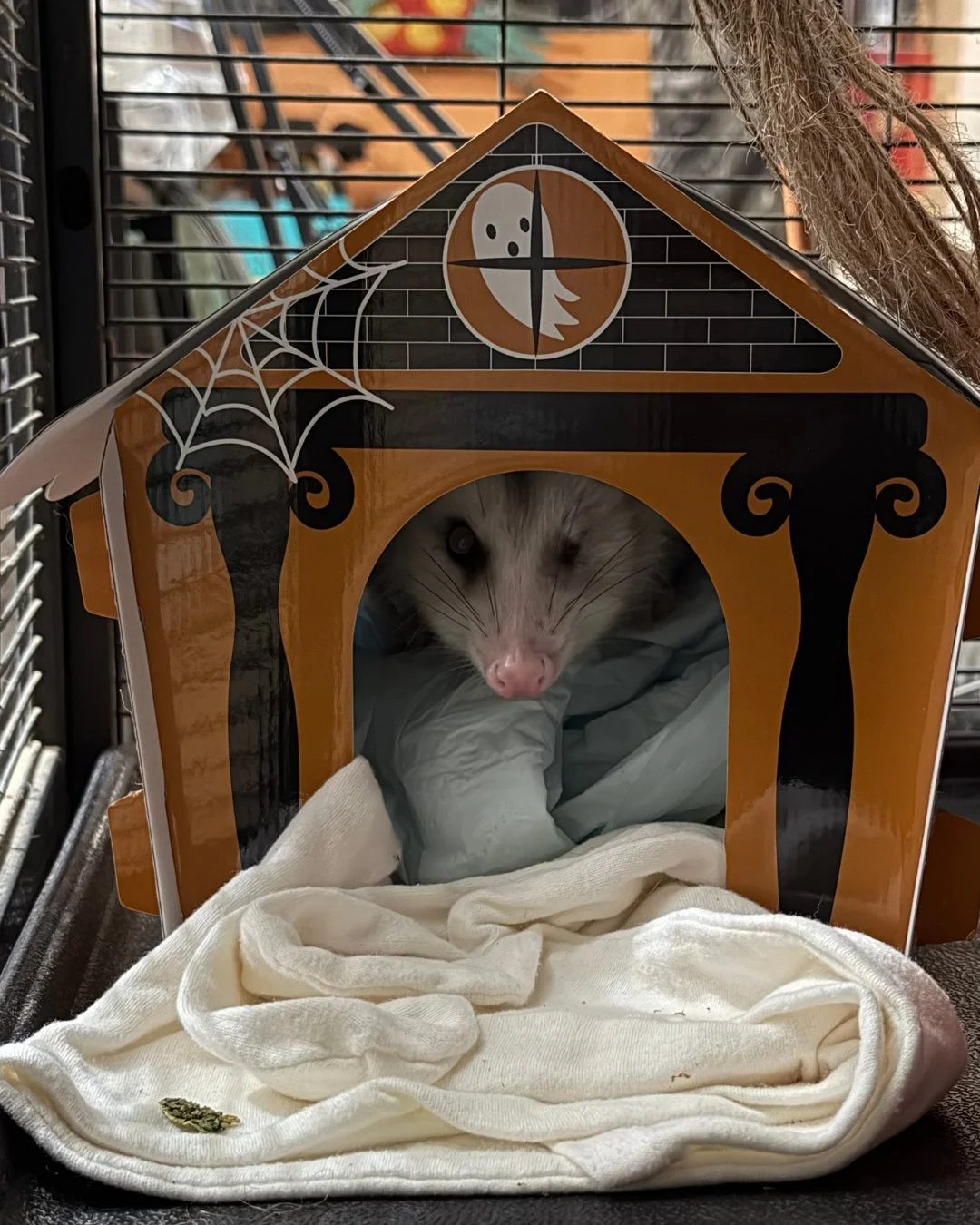 Meet Leela! She is a Virginia opossum and will overwinter with us. She had successful eye surgery on the same day that our beloved Ralph passed away. She&rsquo;s currently recovering and her current favorite activity is bringing everything into her H