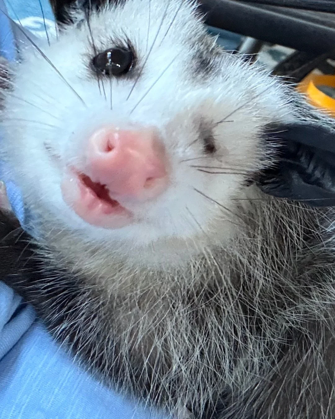 Leela, our opossum patient, has winking down to a science. When she arrived at OOTW her eyeball was bulging out of her head, but after a successful surgery she is recovering. #opossum #wildlifeeducation #rescueandrelease #rehabandrelease #tennessee