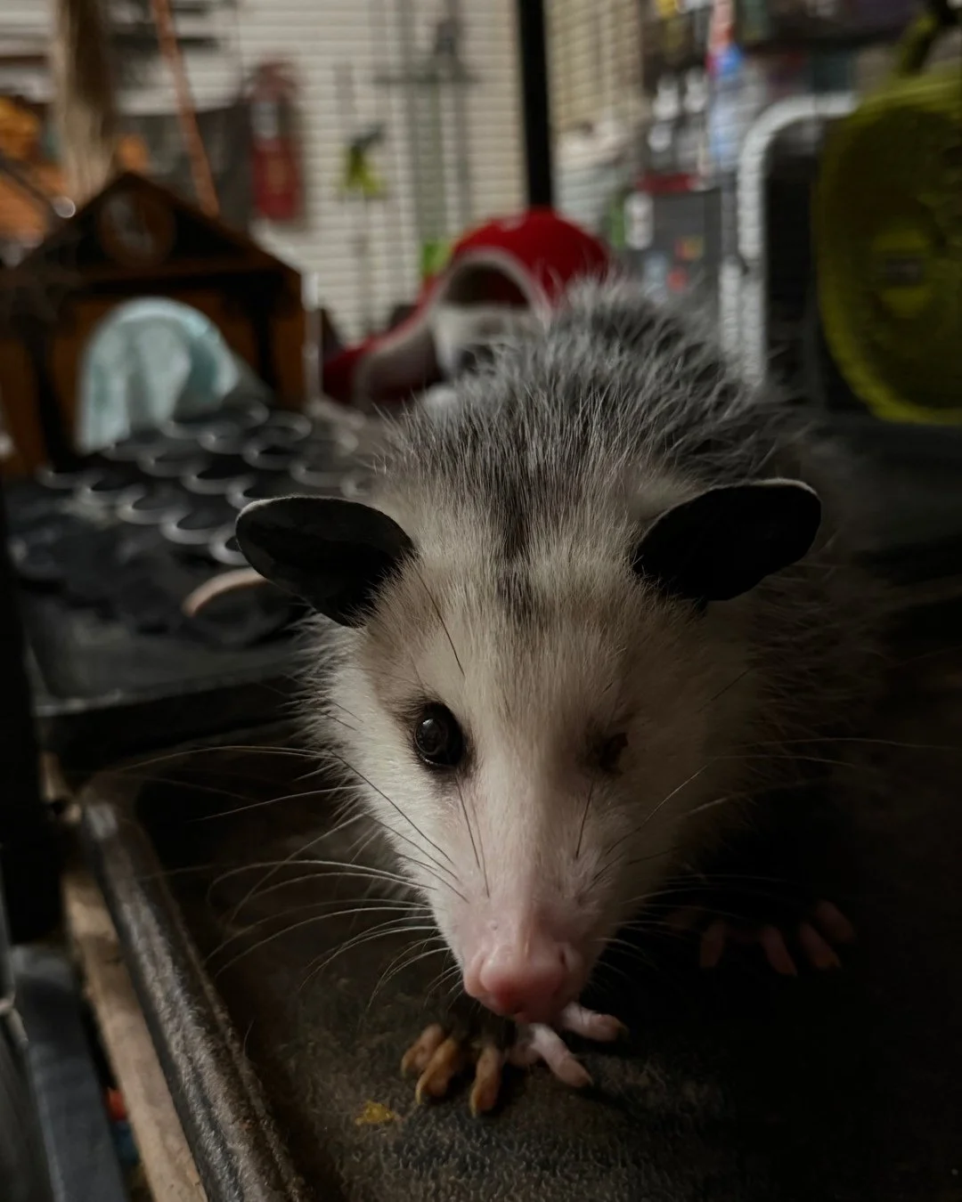 Leela is getting stronger and spicier by the day! And check out that tail! #opossum #wildlifeeducation #tennessee #rehabandrelease #wildliferehab