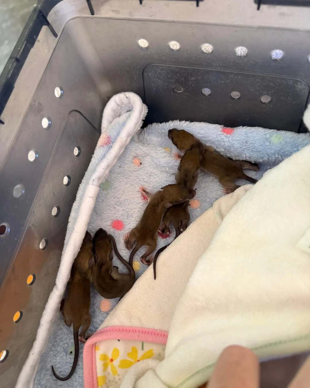 RATURDAY SATURDAY! Last week we took in 5 baby rats after their mom was found deceased. Check out the progress in just a matter of days! They are gaining weight and their eyes are opening! At this early stage they are on a very strict schedule and ar