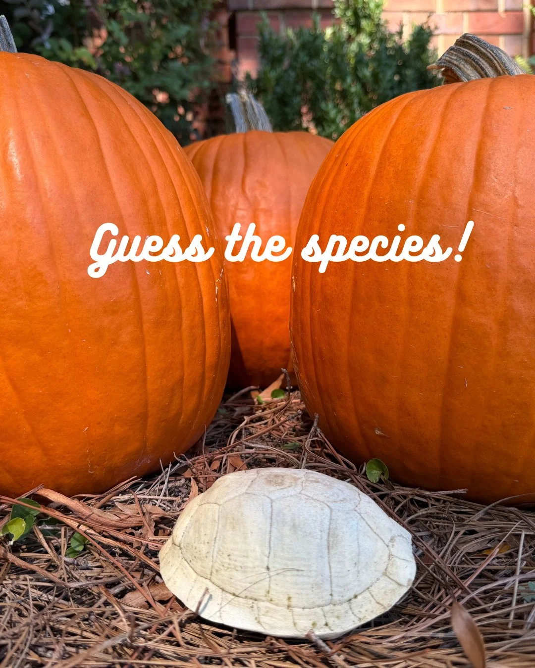 Wildlife detectives! 🕵️&zwj;♂️ It&rsquo;s spooky season, so let&rsquo;s play a game. 🎃 We&rsquo;ve got some skulls and skeletons as educational resources, so guess the species of the one in this photo! Stay tuned for the answer in the comments! #wi